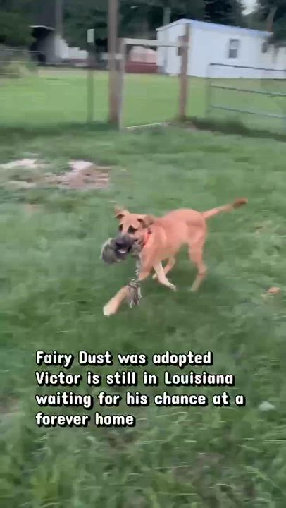 Enlarge Victor, a Adoptable mixed breed in Syracuse, NY video 6/6