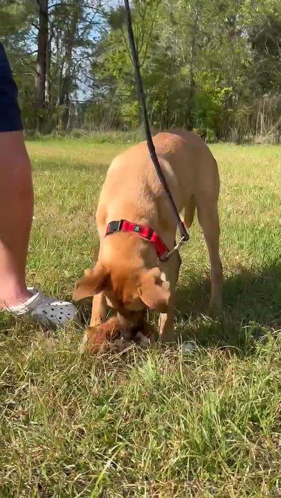 Enlarge Victor, a Adoptable mixed breed in Syracuse, NY video 6/6