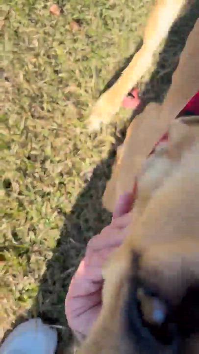 Enlarge Victor, a Adoptable mixed breed in Syracuse, NY video 6/6