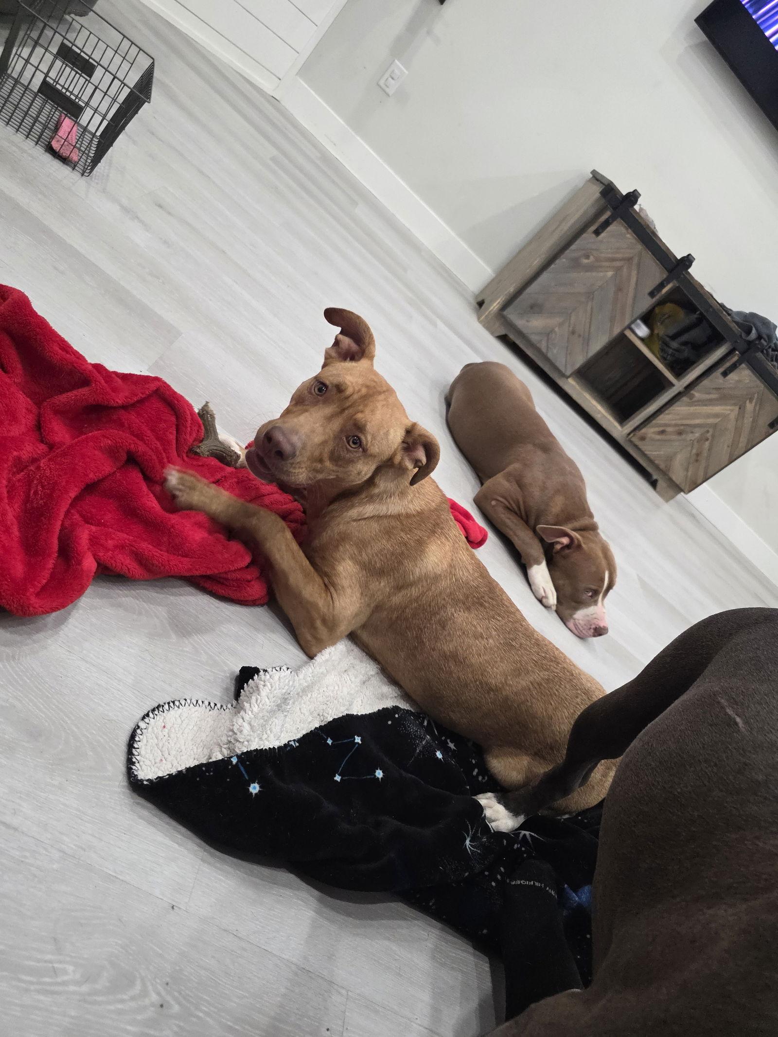 Molly, a Adoptable mixed breed in Midway, UT image 1/3