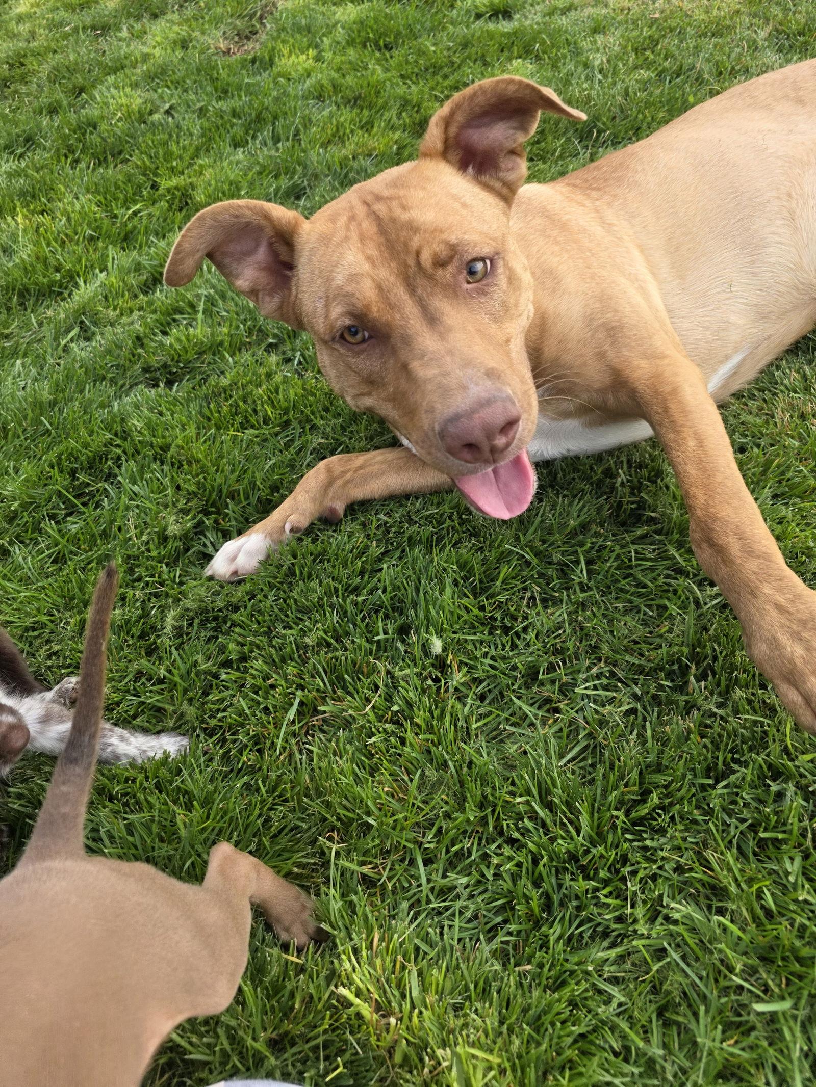Molly, a Adoptable mixed breed in Midway, UT image 2/3