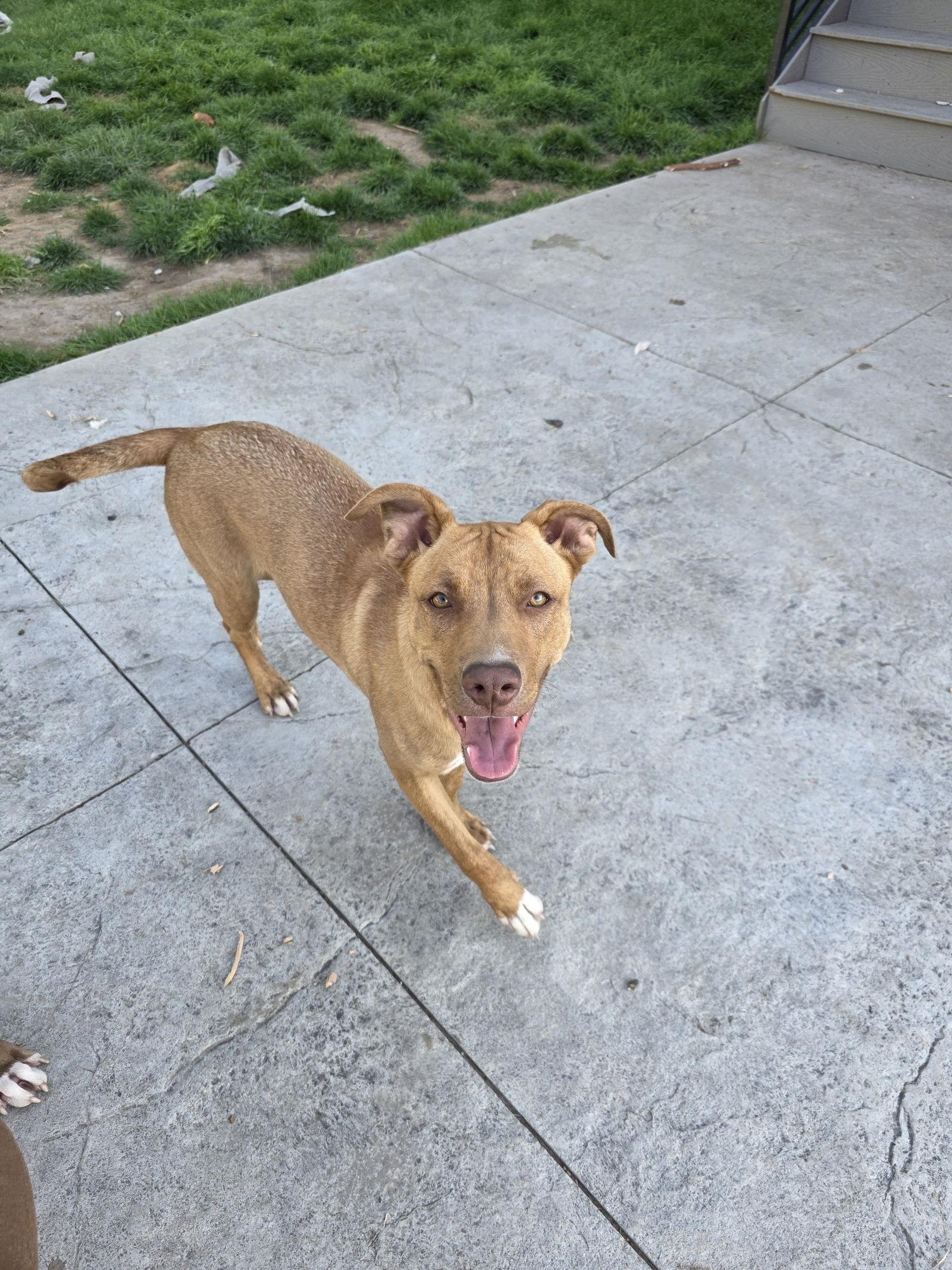 Molly, a Adoptable mixed breed in Midway, UT image 3/3