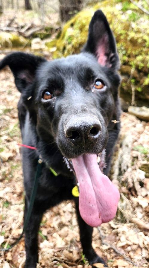 Enlarge TOBY, a Adoptable mixed breed in Huntington, NY image 2/4