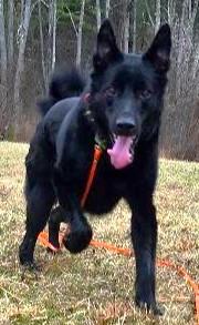 Enlarge TOBY, a Adoptable mixed breed in Huntington, NY image 3/4