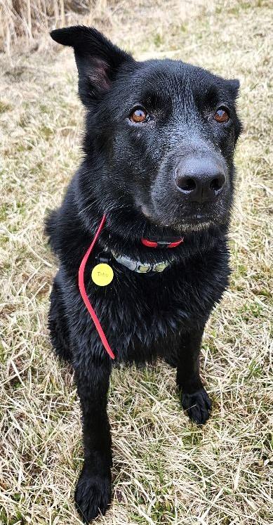 Enlarge TOBY, a Adoptable mixed breed in Huntington, NY image 4/4