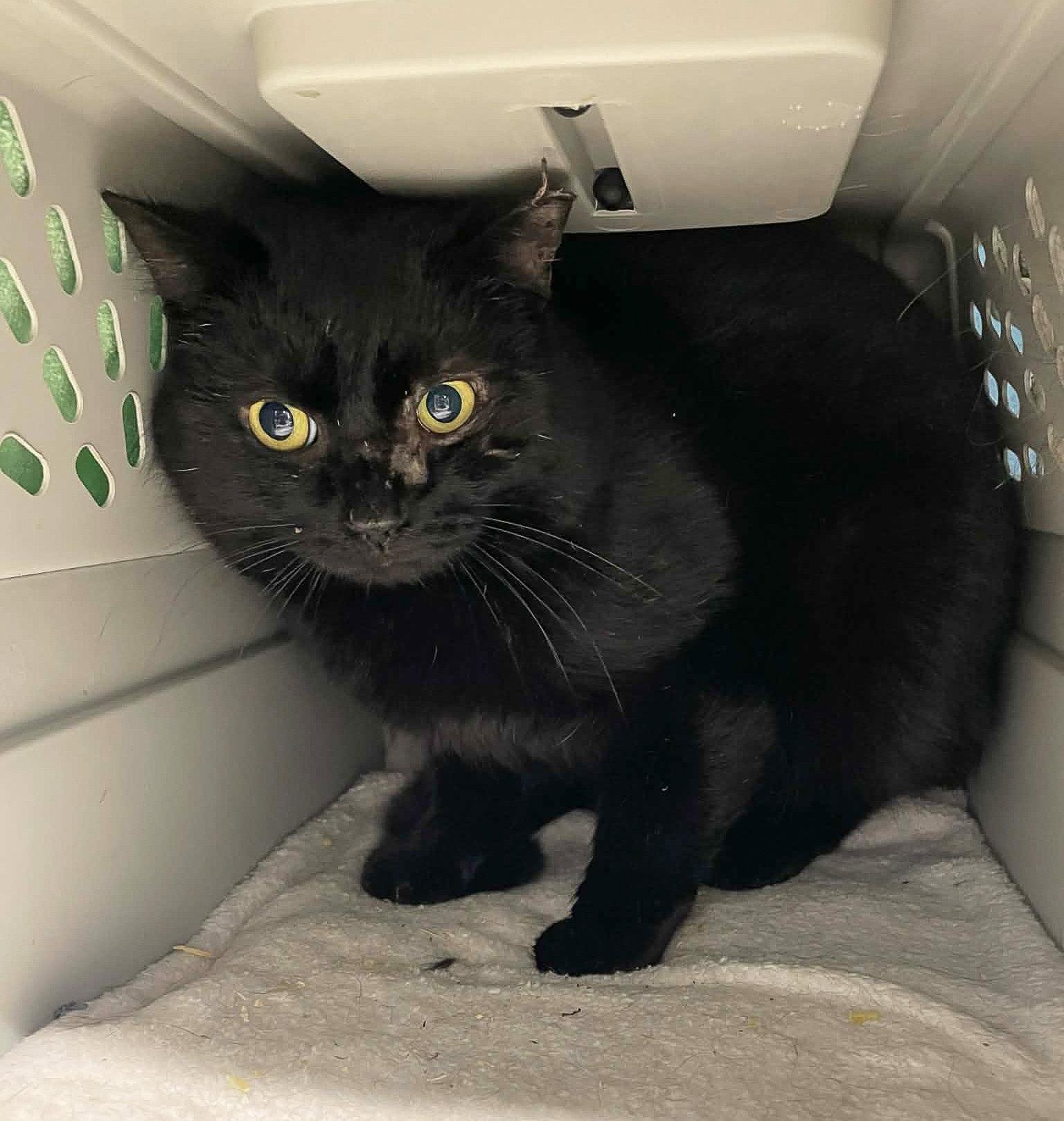 Woody, Adopted, Adult Male Domestic Short Hair.