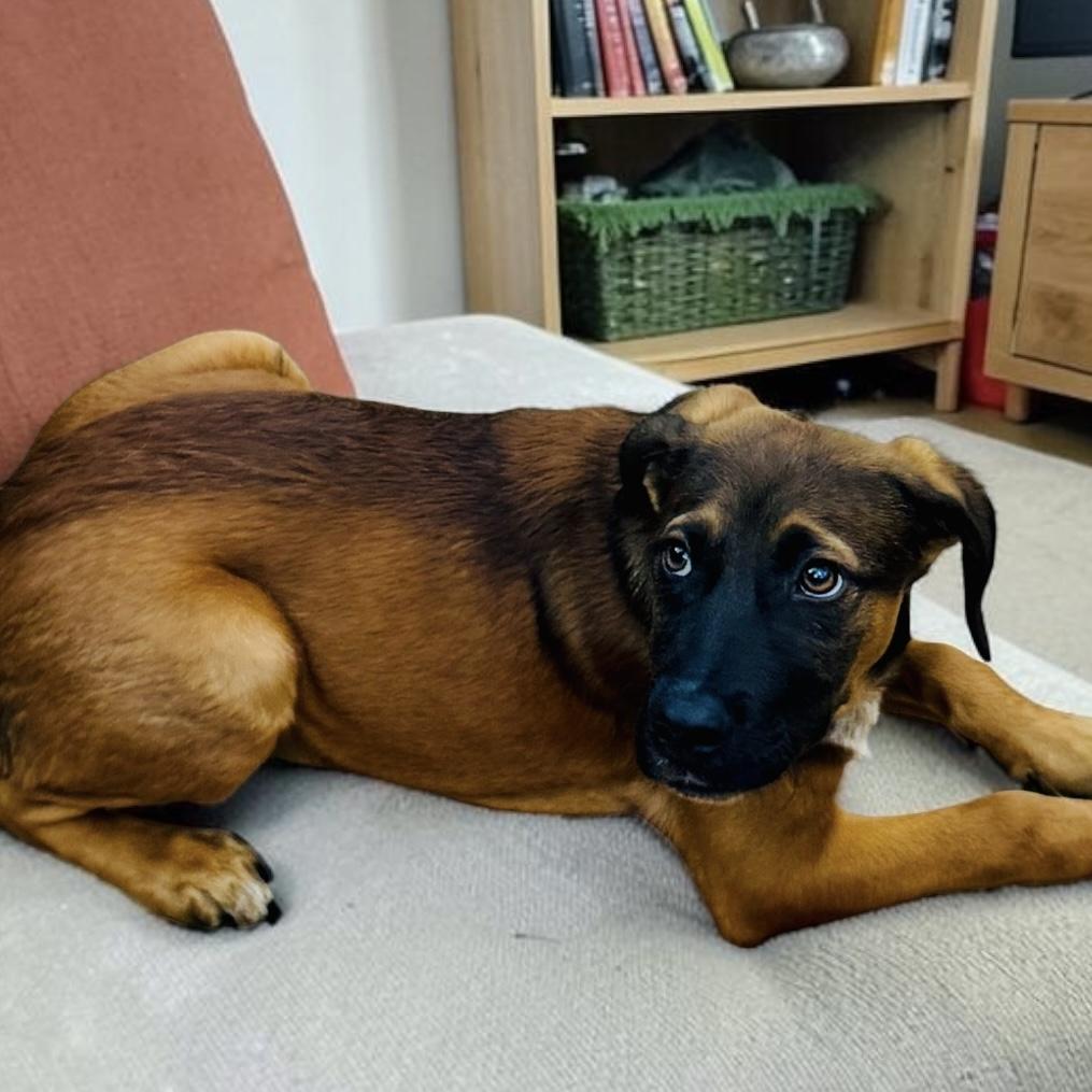 Enlarge Georgie, an adopted mixed breed in San Diego, CA image 3/4