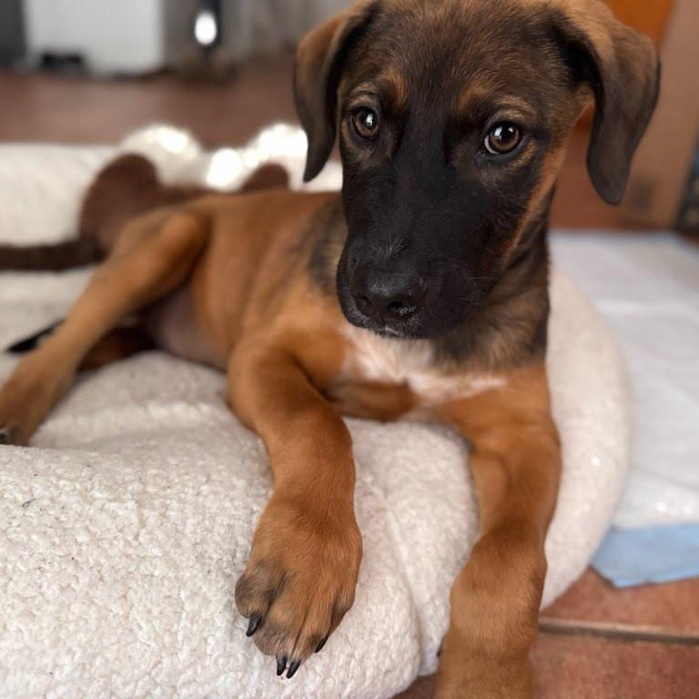 Enlarge Georgie, an adopted mixed breed in San Diego, CA image 4/4
