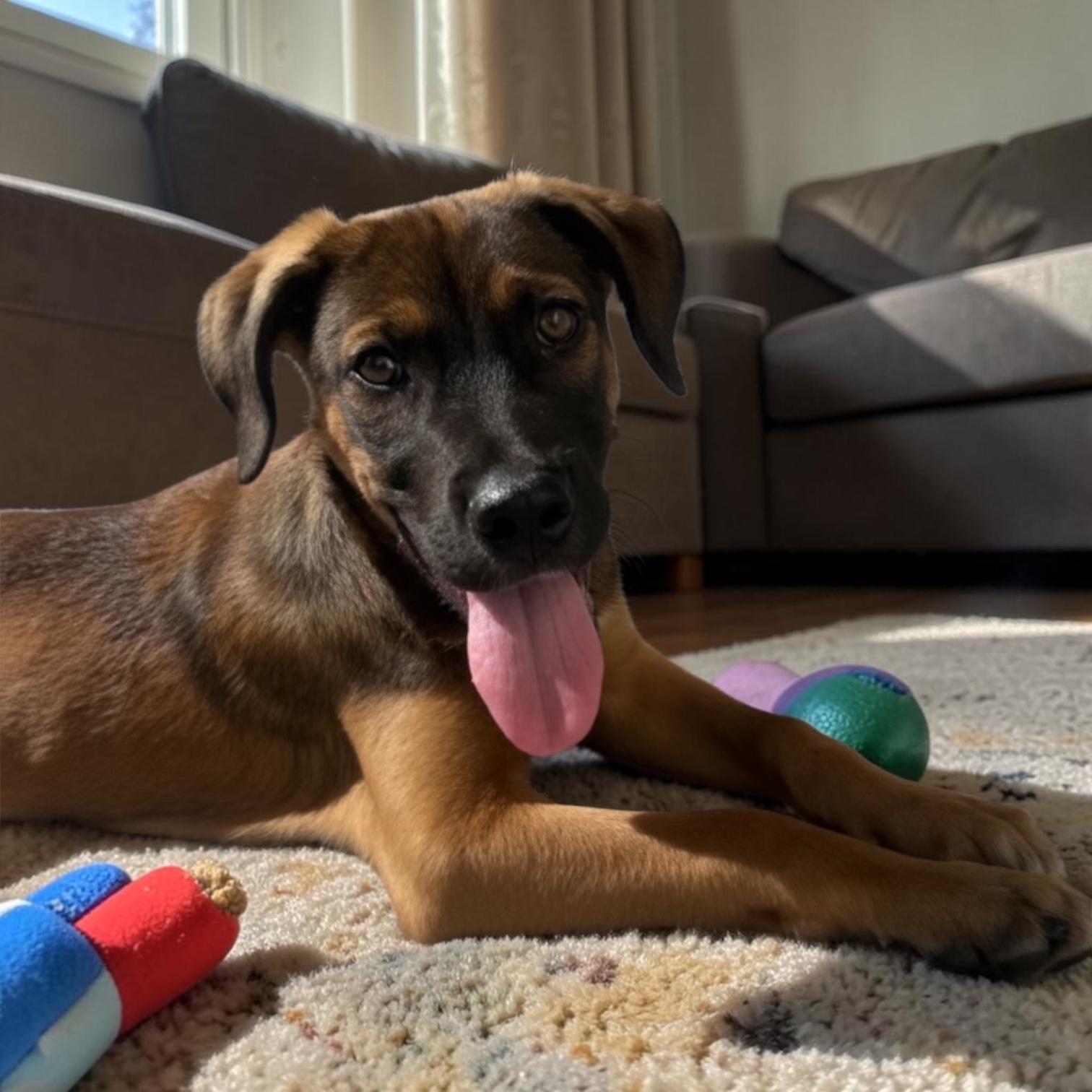 Enlarge Georgie, an adopted mixed breed in San Diego, CA image 1/4