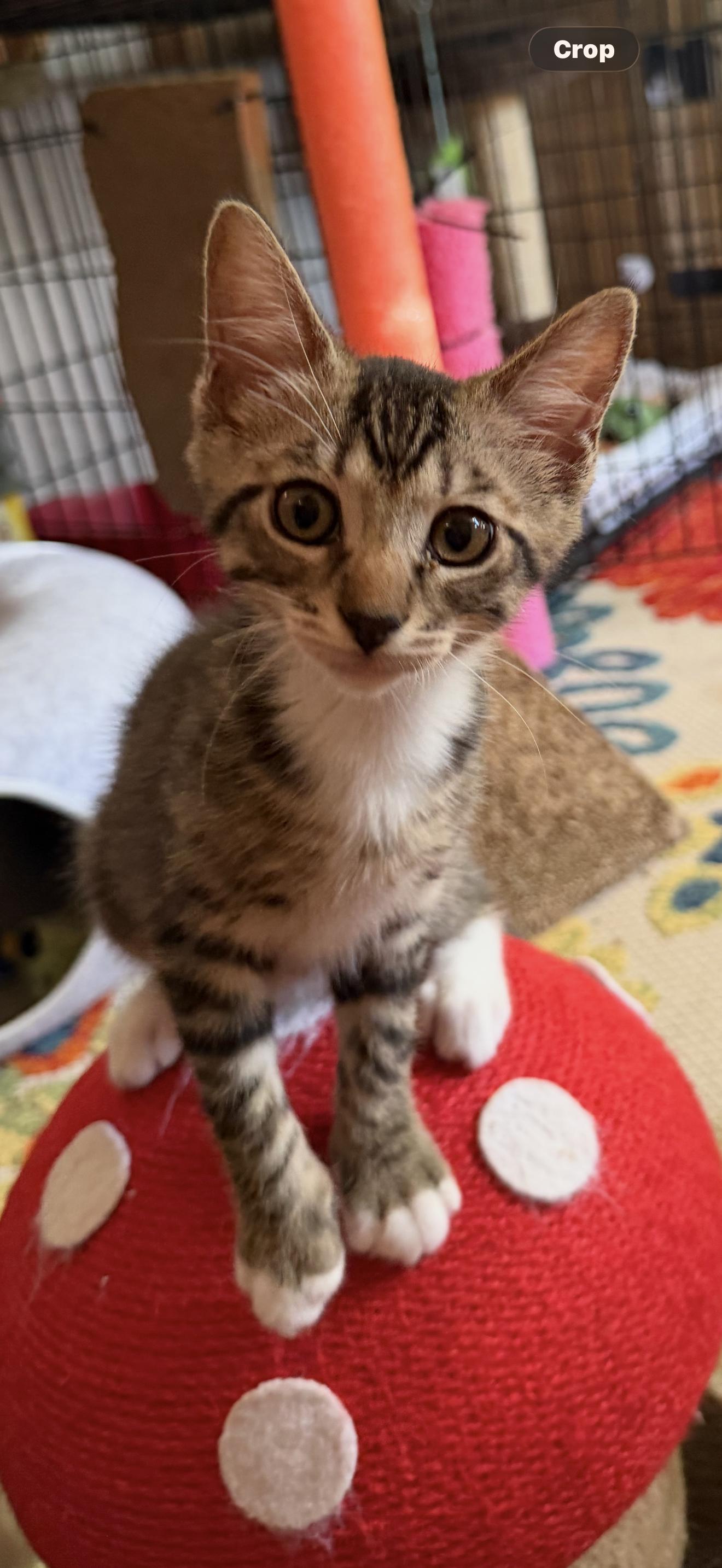 Merlin, Adoptable, Kitten Male Domestic Short Hair.
