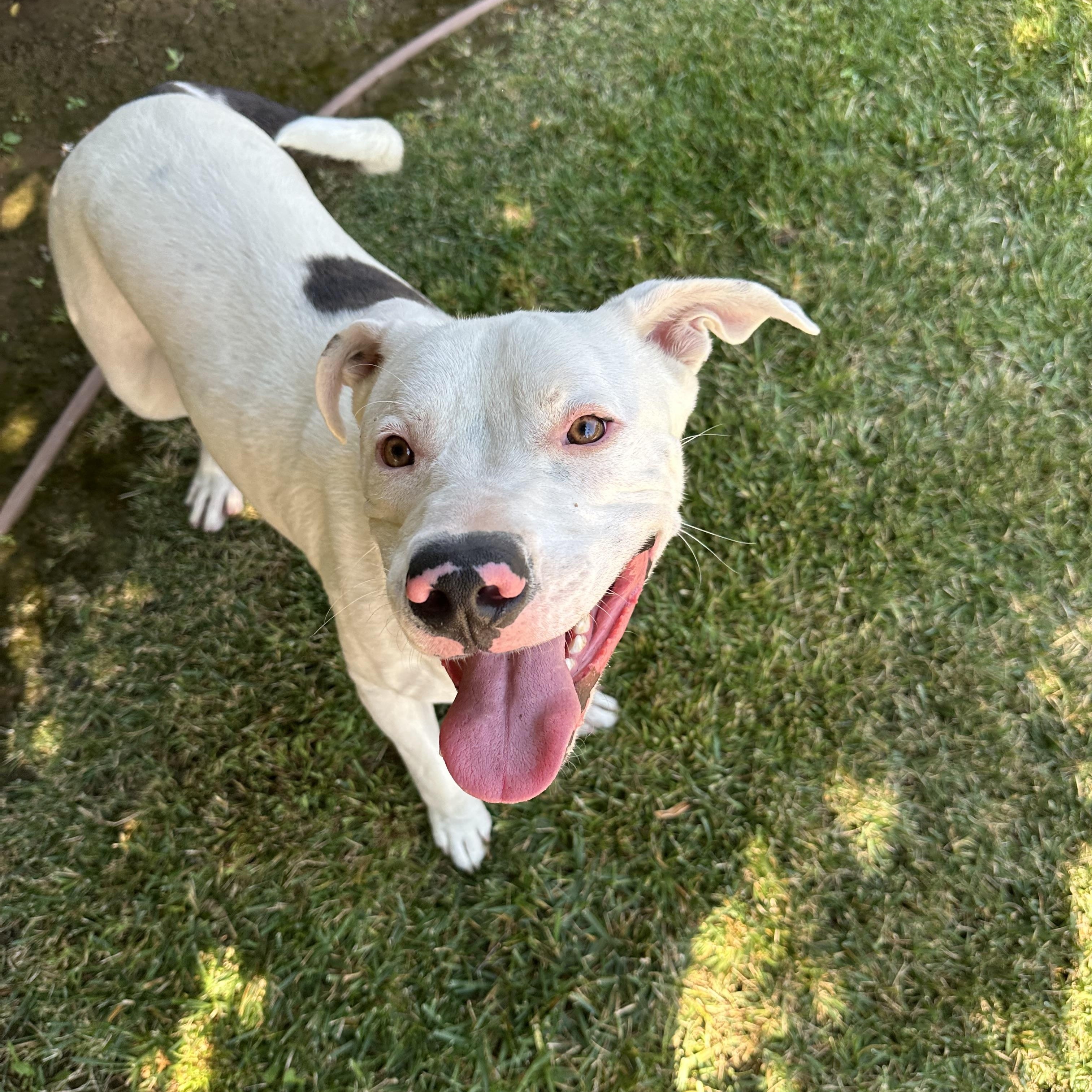 Enlarge Rusty, a Adoptable Pit Bull Terrier in Simi Valley, CA image 2/6
