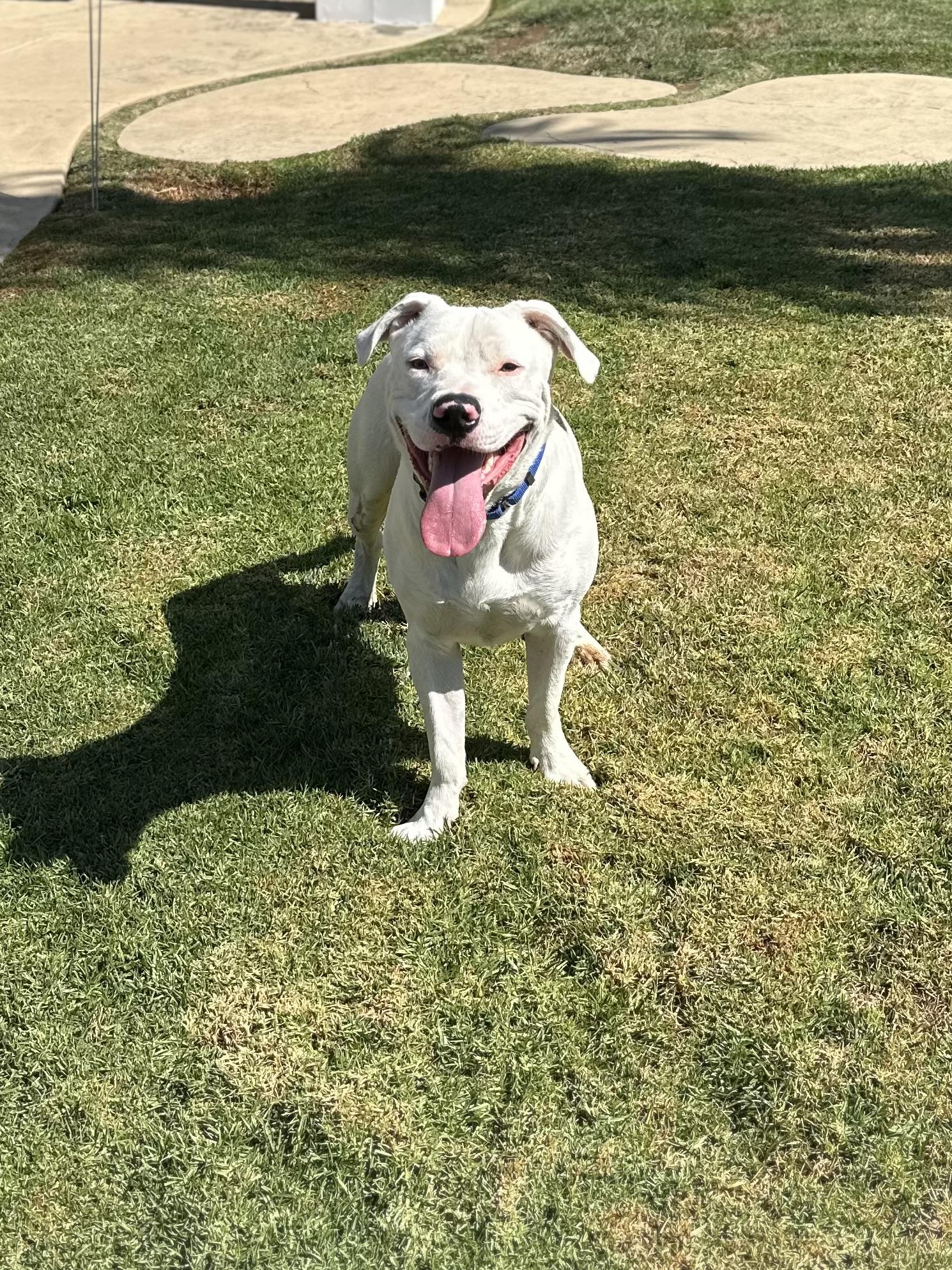 Enlarge Rusty, a Adoptable Pit Bull Terrier in Simi Valley, CA image 3/6