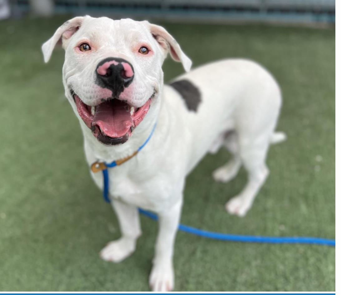 Enlarge Rusty, a Adoptable Pit Bull Terrier in Simi Valley, CA image 1/6