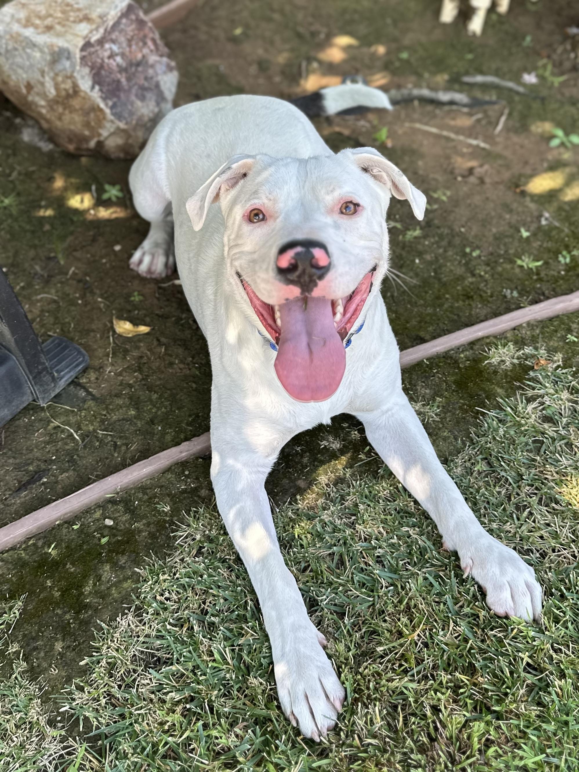 Enlarge Rusty, a Adoptable Pit Bull Terrier in Simi Valley, CA image 4/6