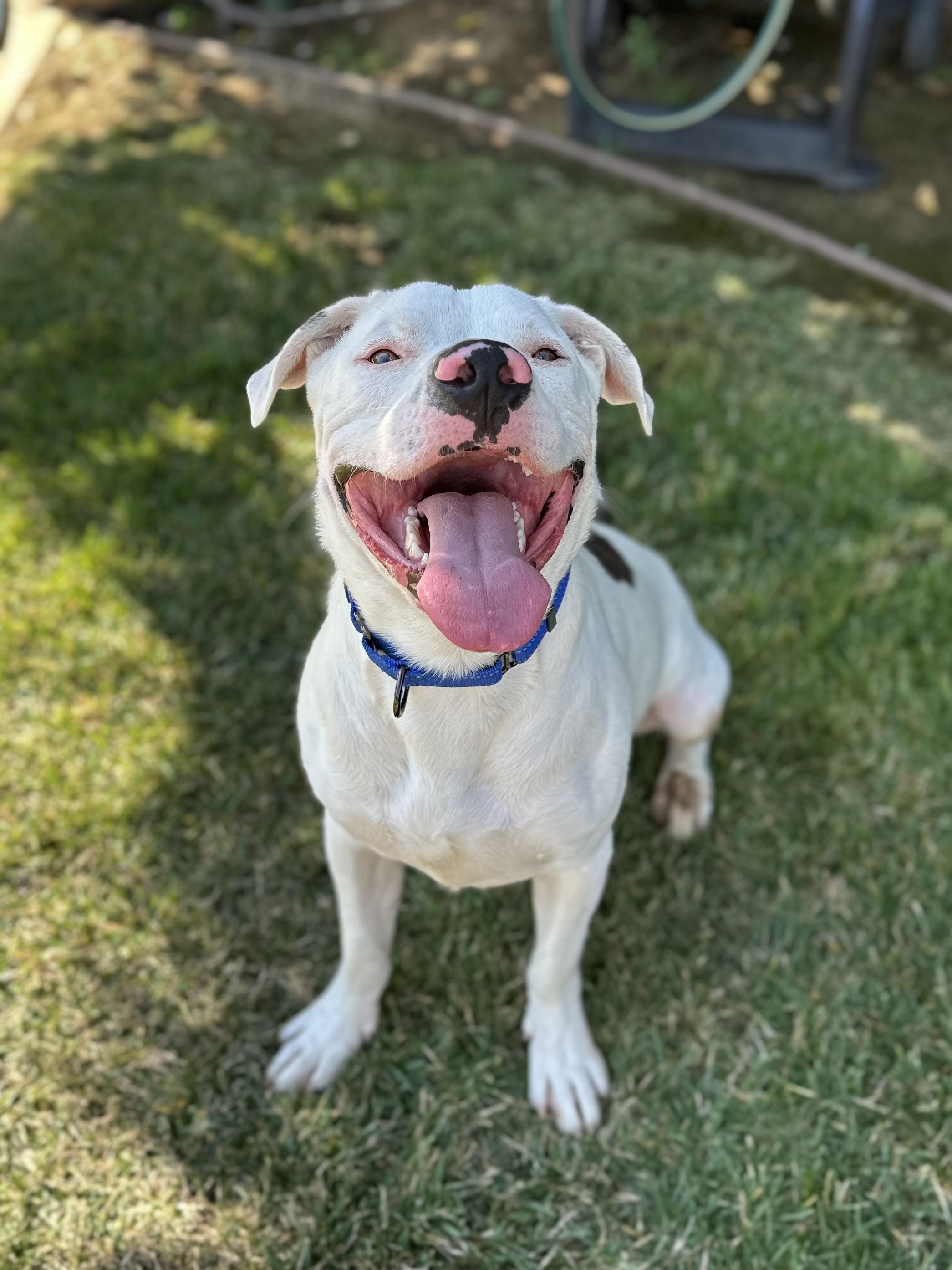 Enlarge Rusty, a Adoptable Pit Bull Terrier in Simi Valley, CA image 5/6