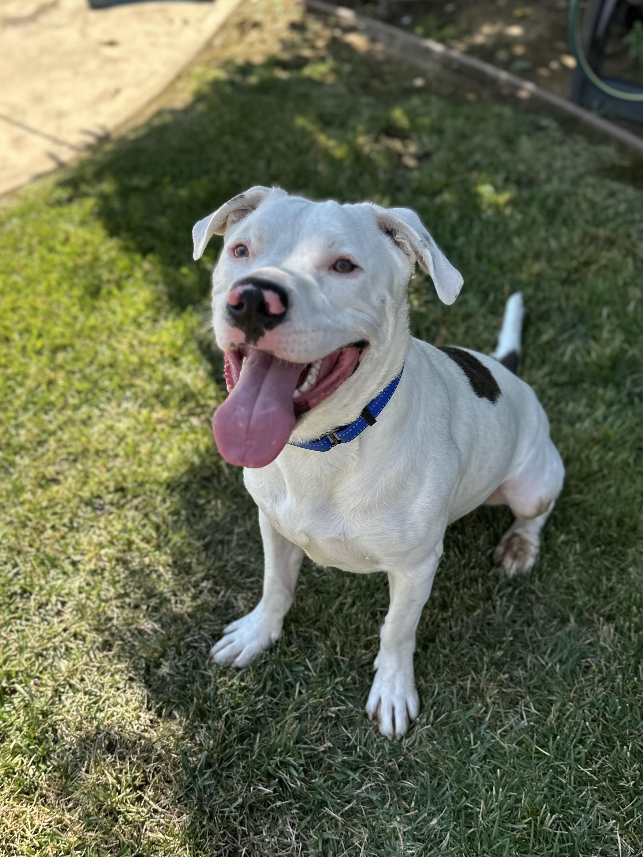 Enlarge Rusty, a Adoptable Pit Bull Terrier in Simi Valley, CA image 6/6