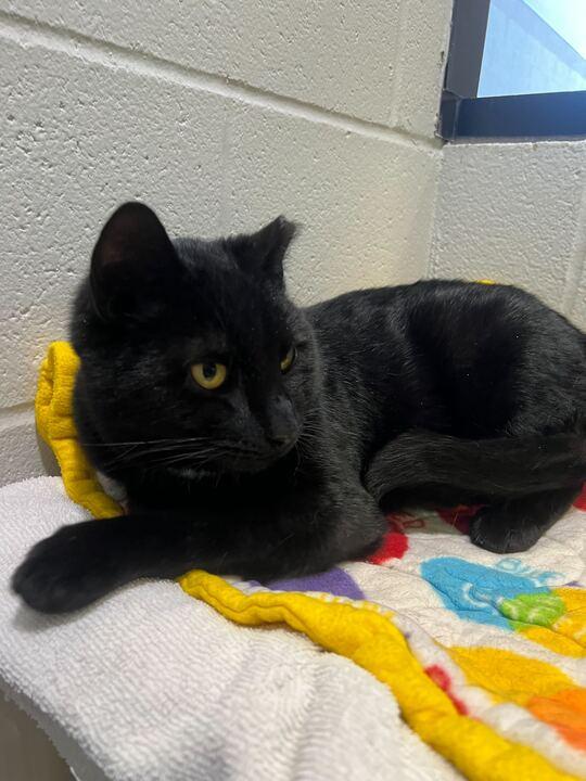 Sweet William, ADOPTABLE, Adult Male American Shorthair.