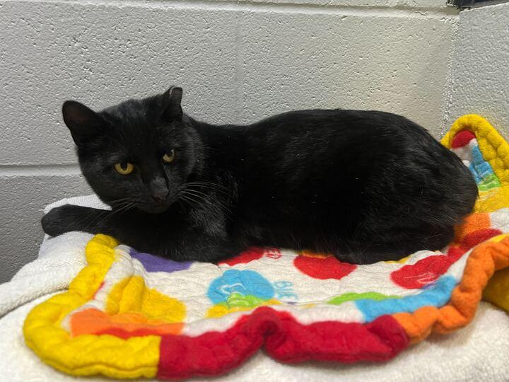 Sweet William, a ADOPTABLE American Shorthair in Jackson, MI image 3/5