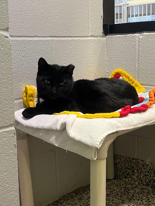 Sweet William, a ADOPTABLE American Shorthair in Jackson, MI image 4/5