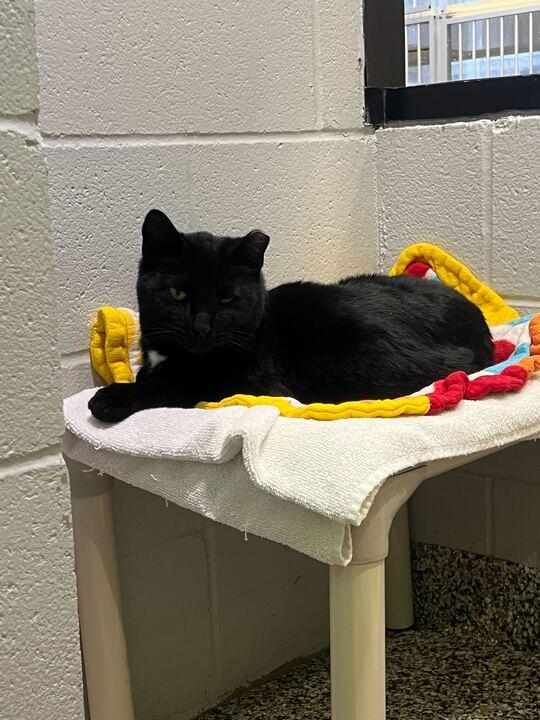 Sweet William, a ADOPTABLE American Shorthair in Jackson, MI image 5/5