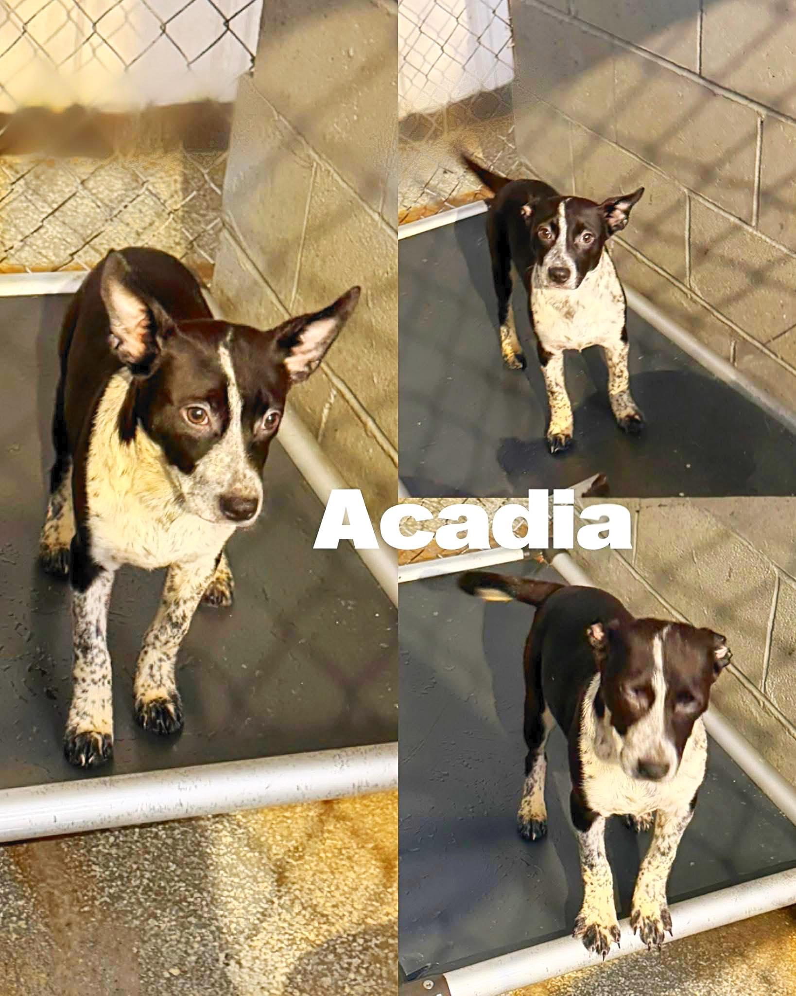 Enlarge Acadia, a Adoptable Australian Cattle Dog / Blue Heeler in Saint James, MO image 1/2