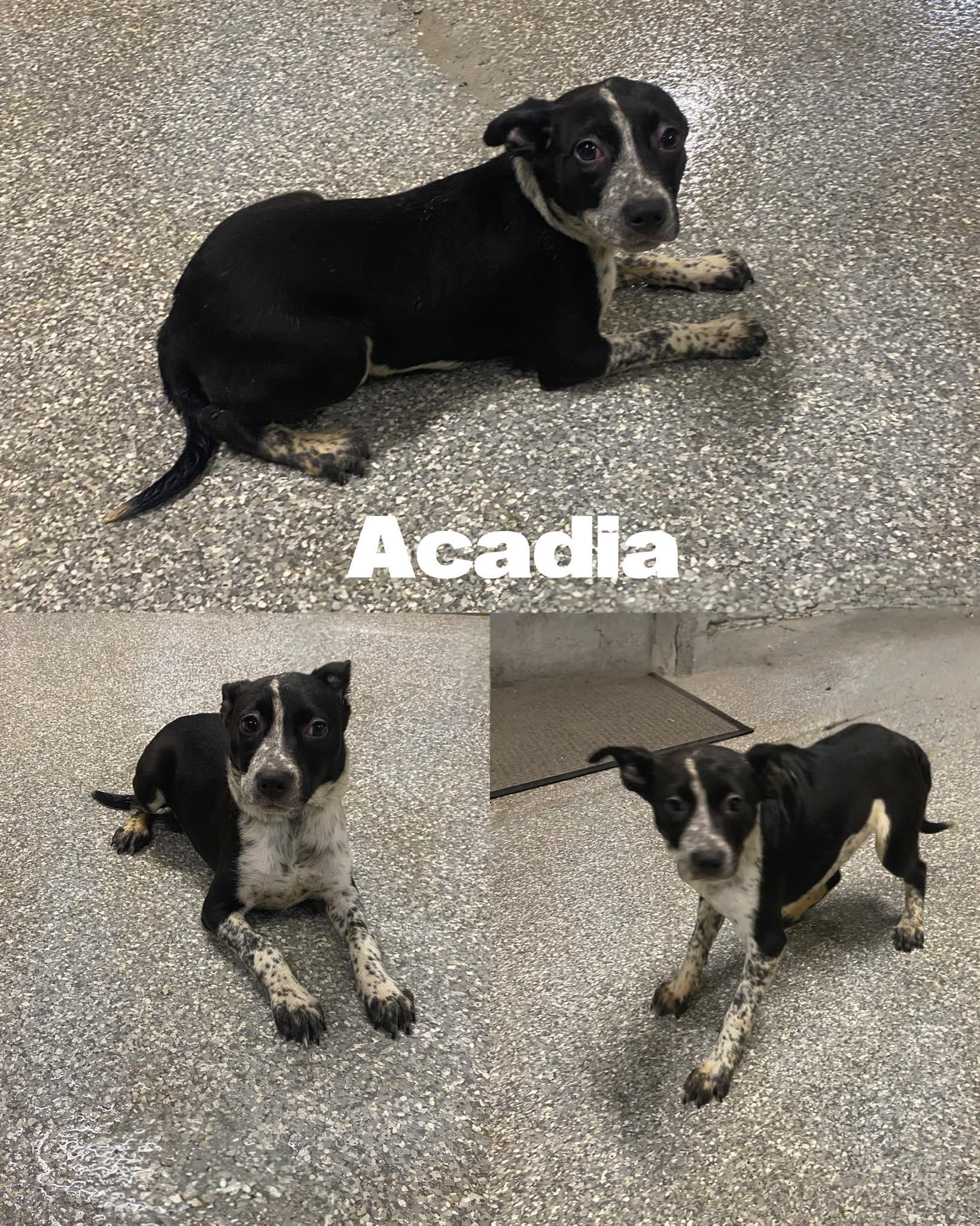 Acadia, Adoptable, Puppy Female Australian Cattle Dog / Blue Heeler.