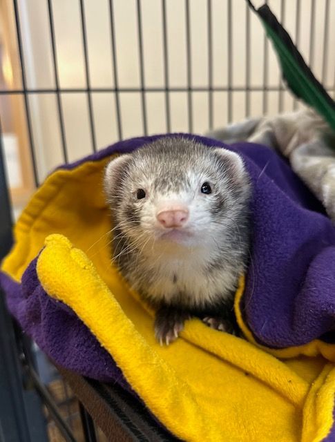 Enlarge Squirt , a Adopted Ferret in Madison, WI image 1/1
