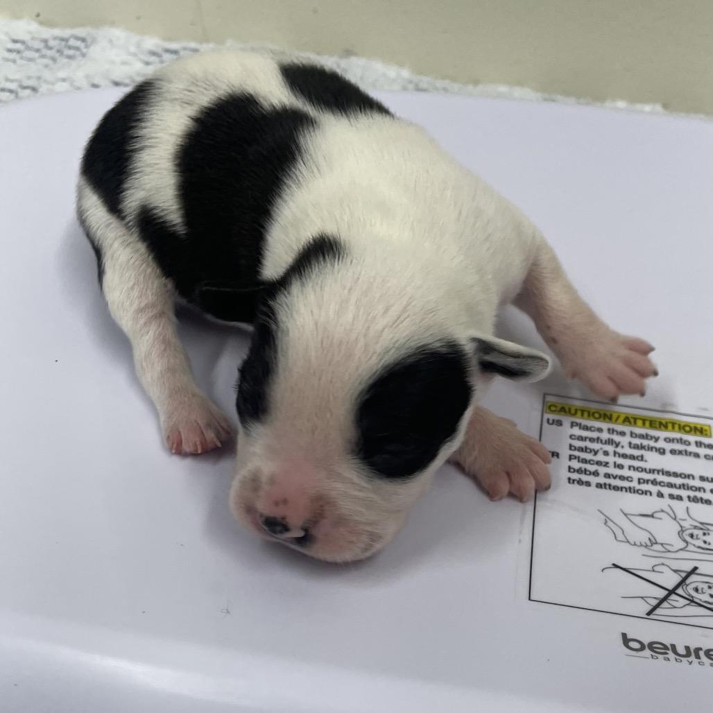 Gail, Adoptable, Puppy Female Terrier & Mixed Breed.