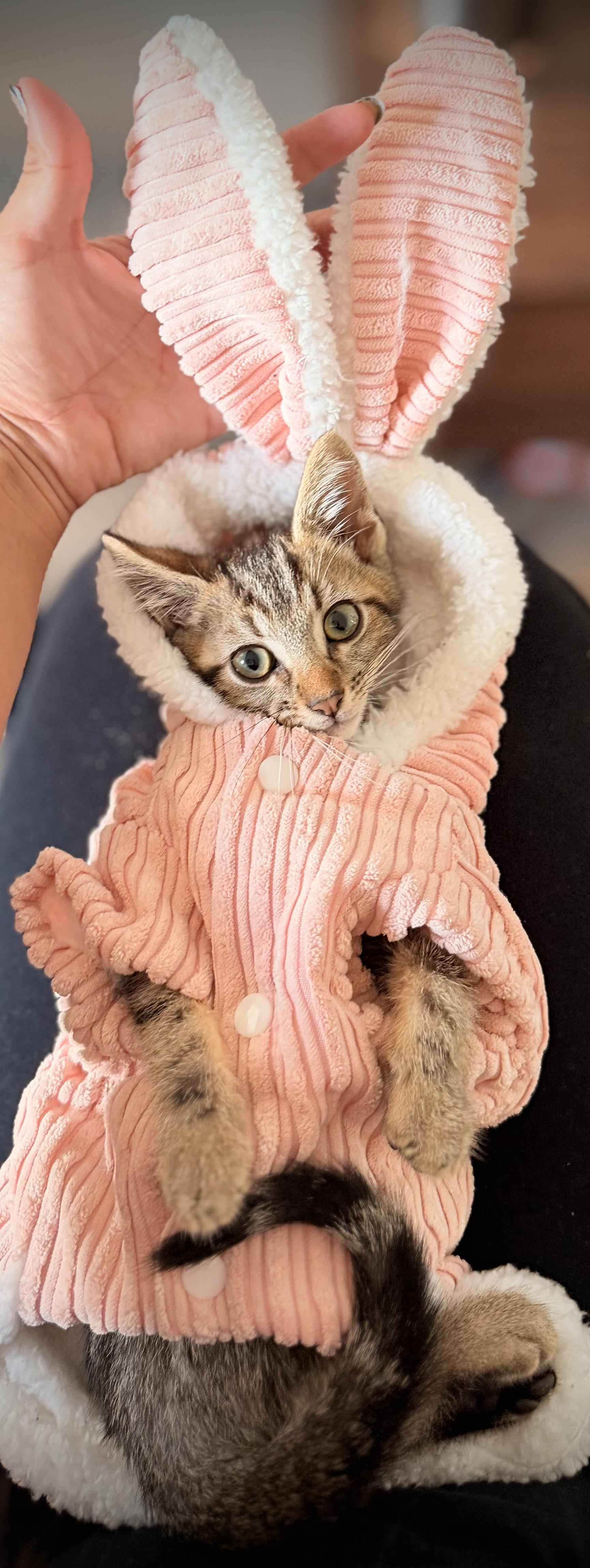 Enlarge Blueberry, a Adoptable Domestic Short Hair in Long Beach, CA image 1/2