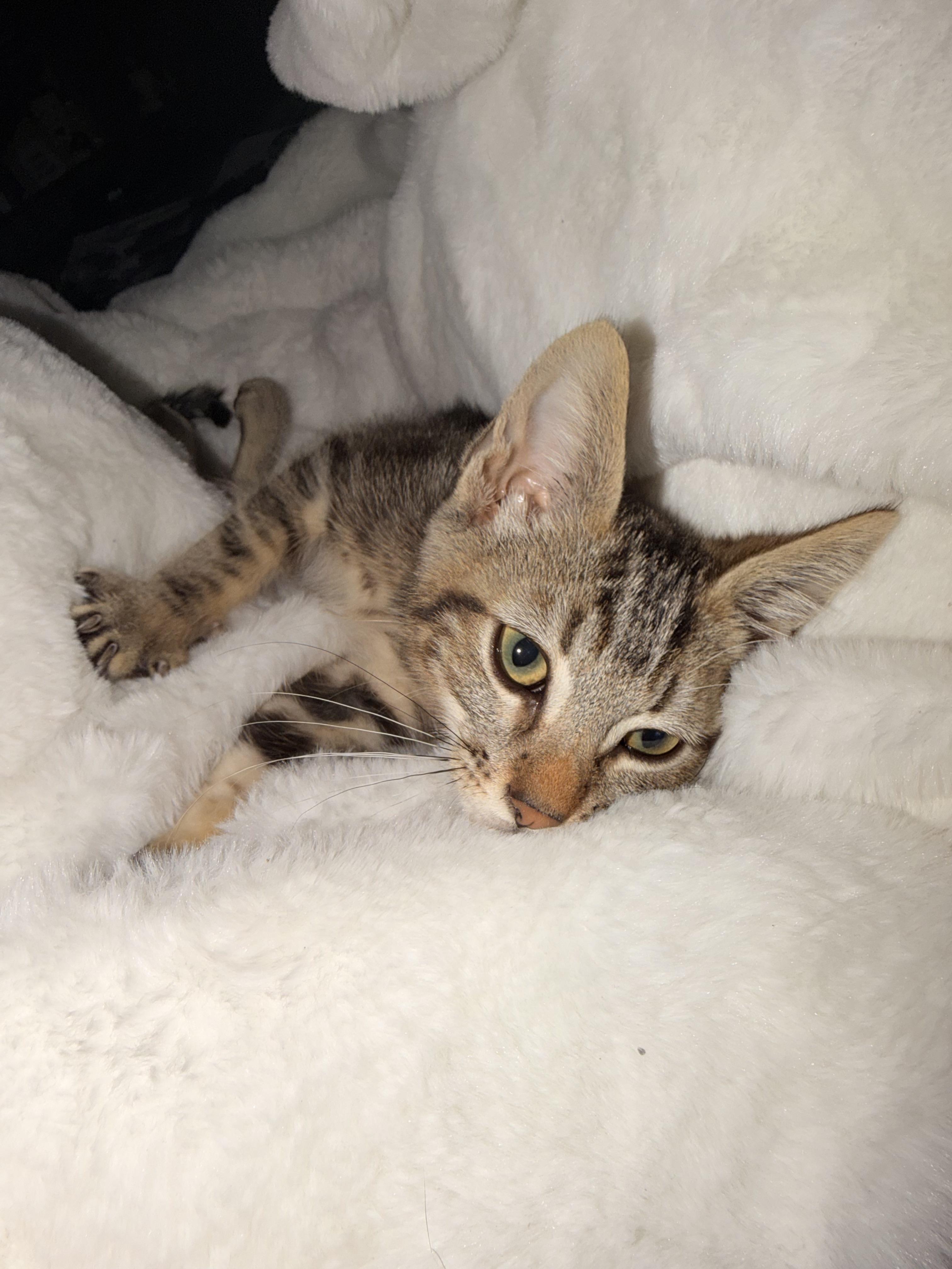 Enlarge Blueberry, a Adoptable Domestic Short Hair in Long Beach, CA image 2/2