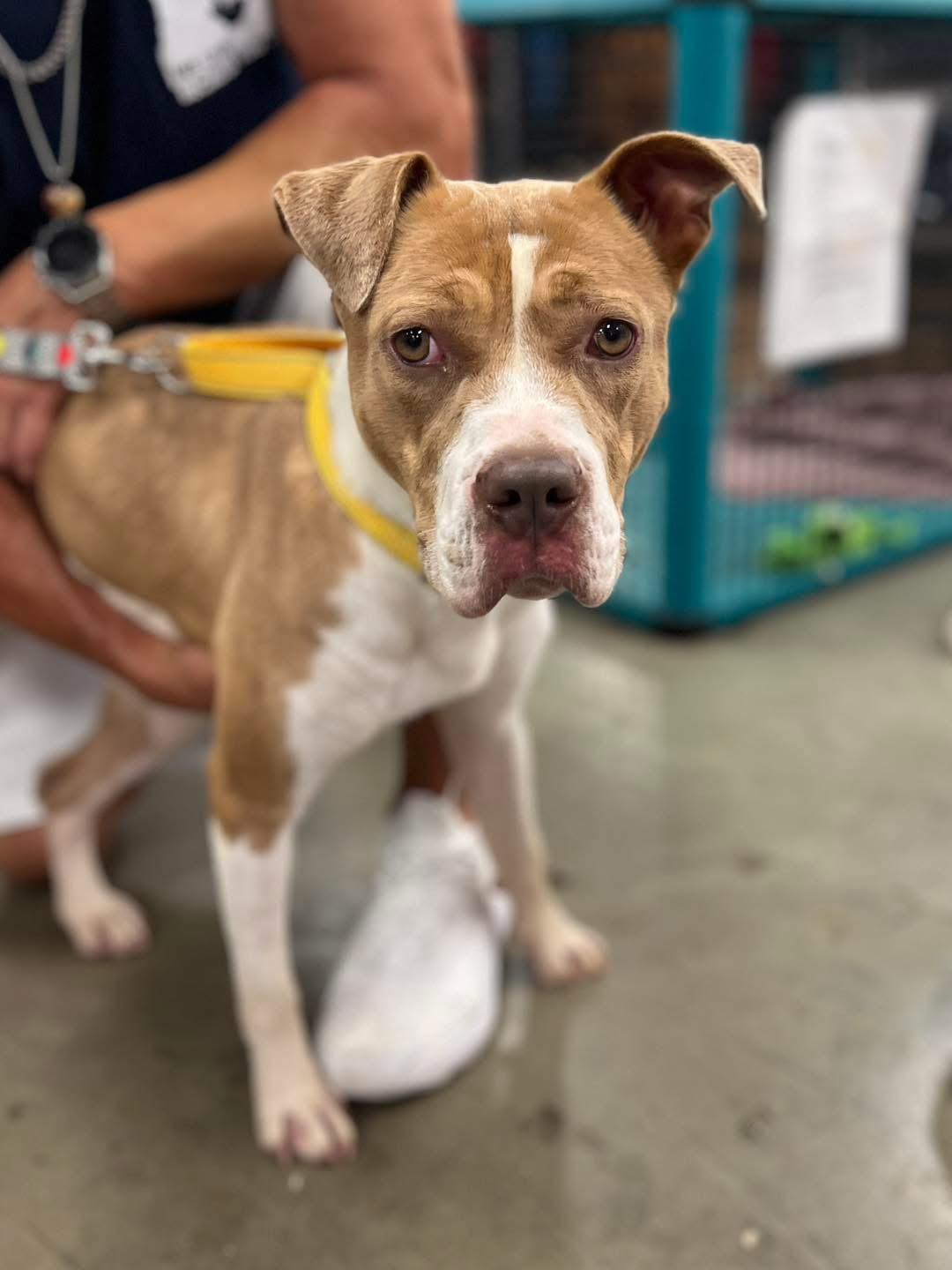 Enlarge Journey, an adopted mixed breed in Godfrey, IL image 1/1