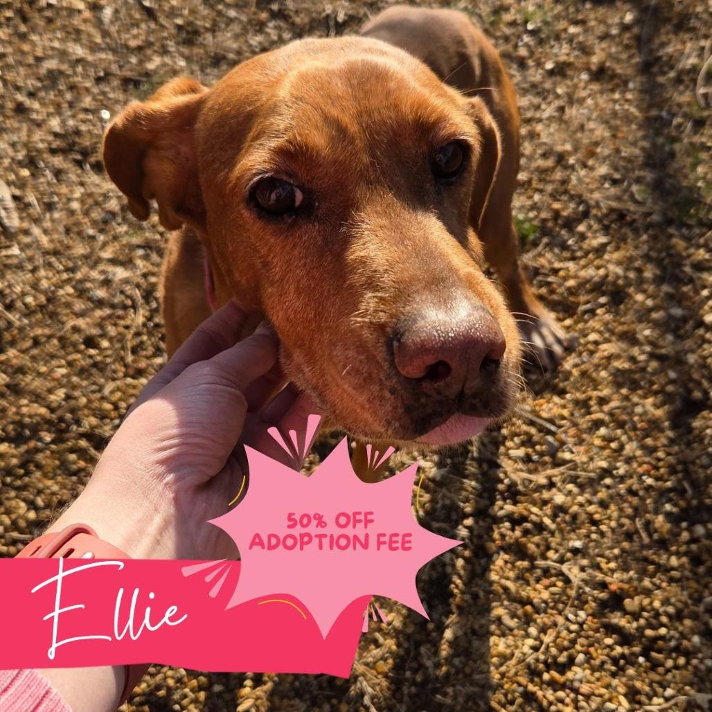Enlarge Ellie, a Adoptable Hound in Taylor, MI image 1/5