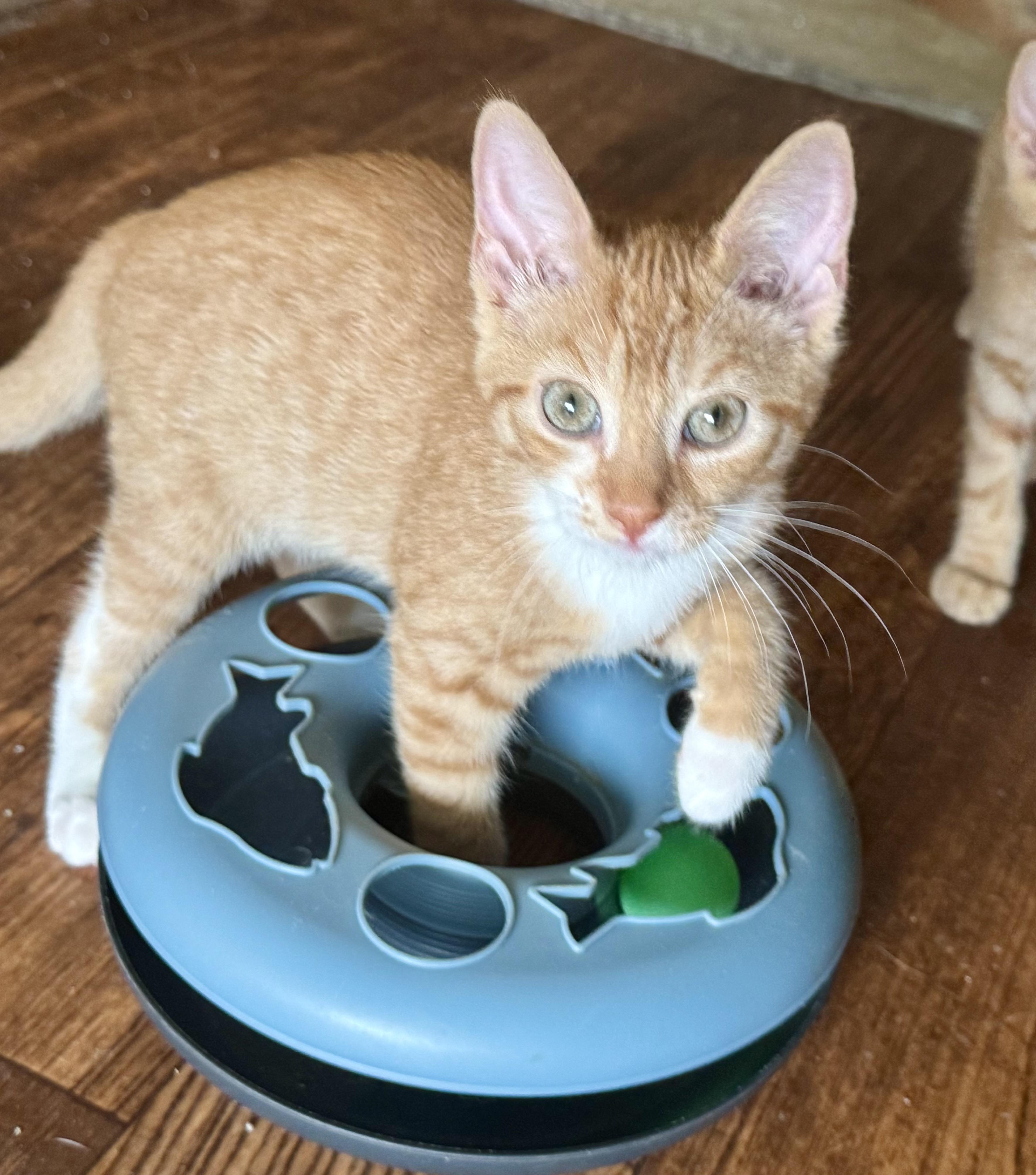Lucky, Adoptable, Young Female Domestic Short Hair.