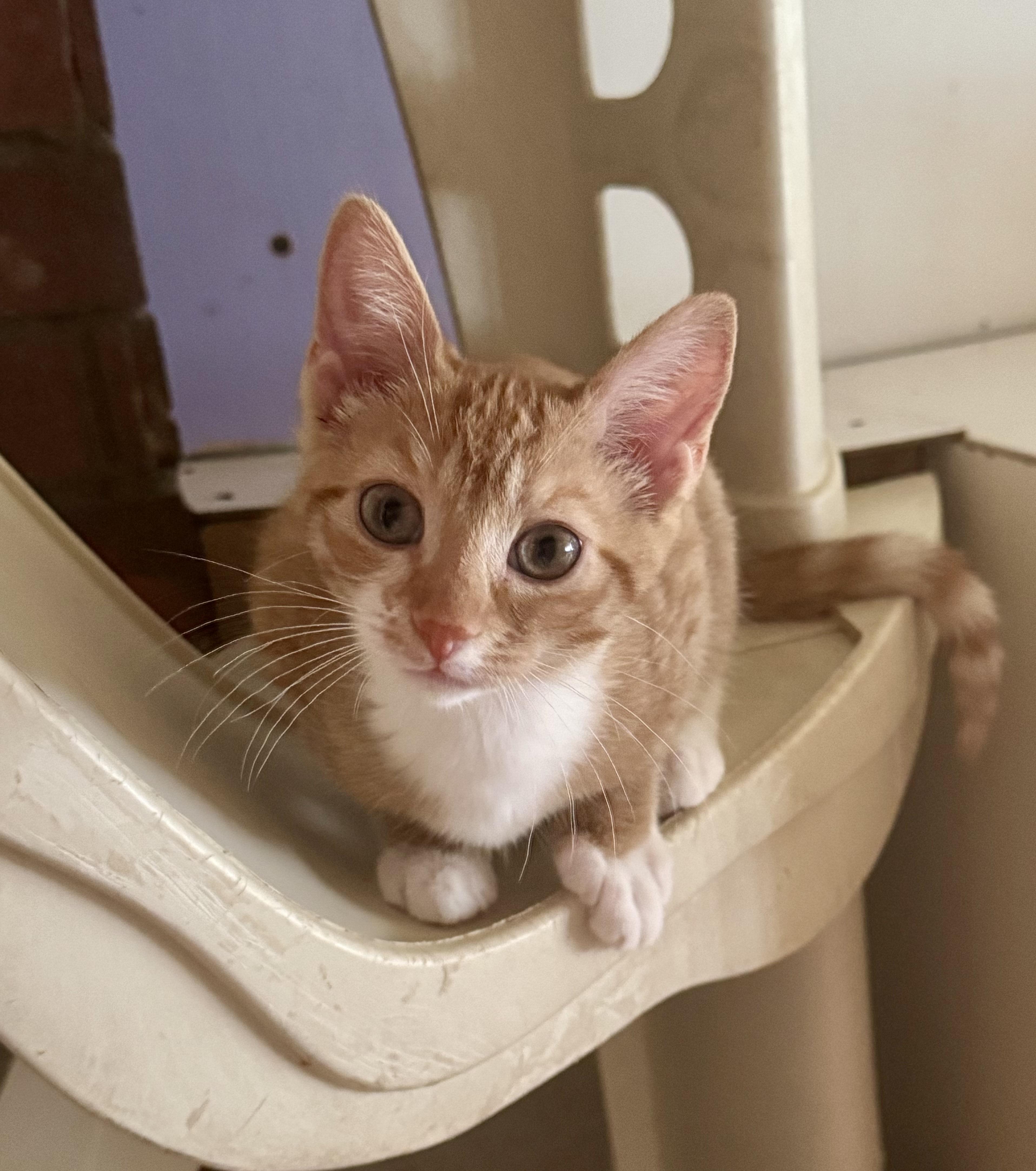 Lucky, a Adoptable Domestic Short Hair in North Tonawanda, NY image 2/5