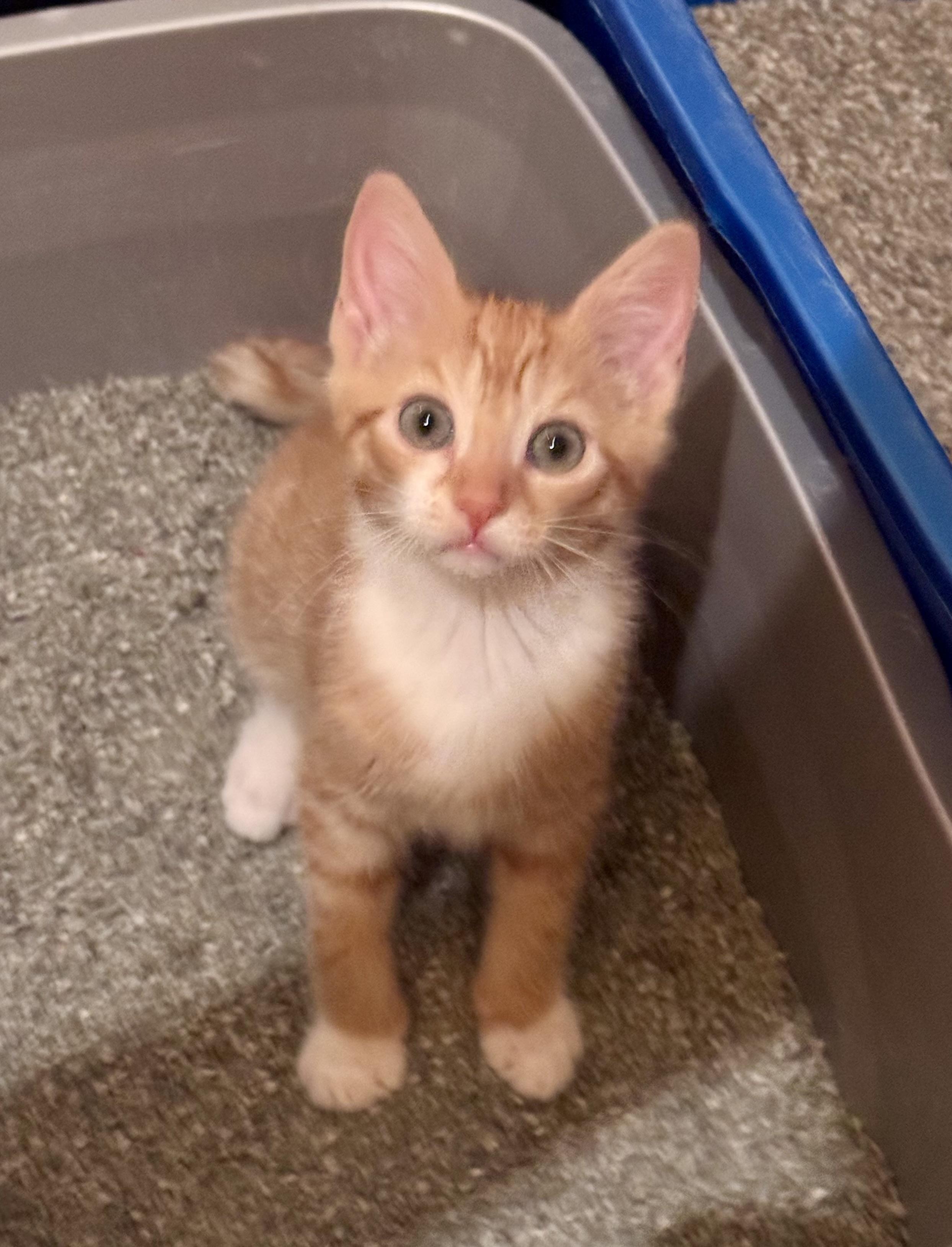 Lucky, a Adoptable Domestic Short Hair in North Tonawanda, NY image 3/5