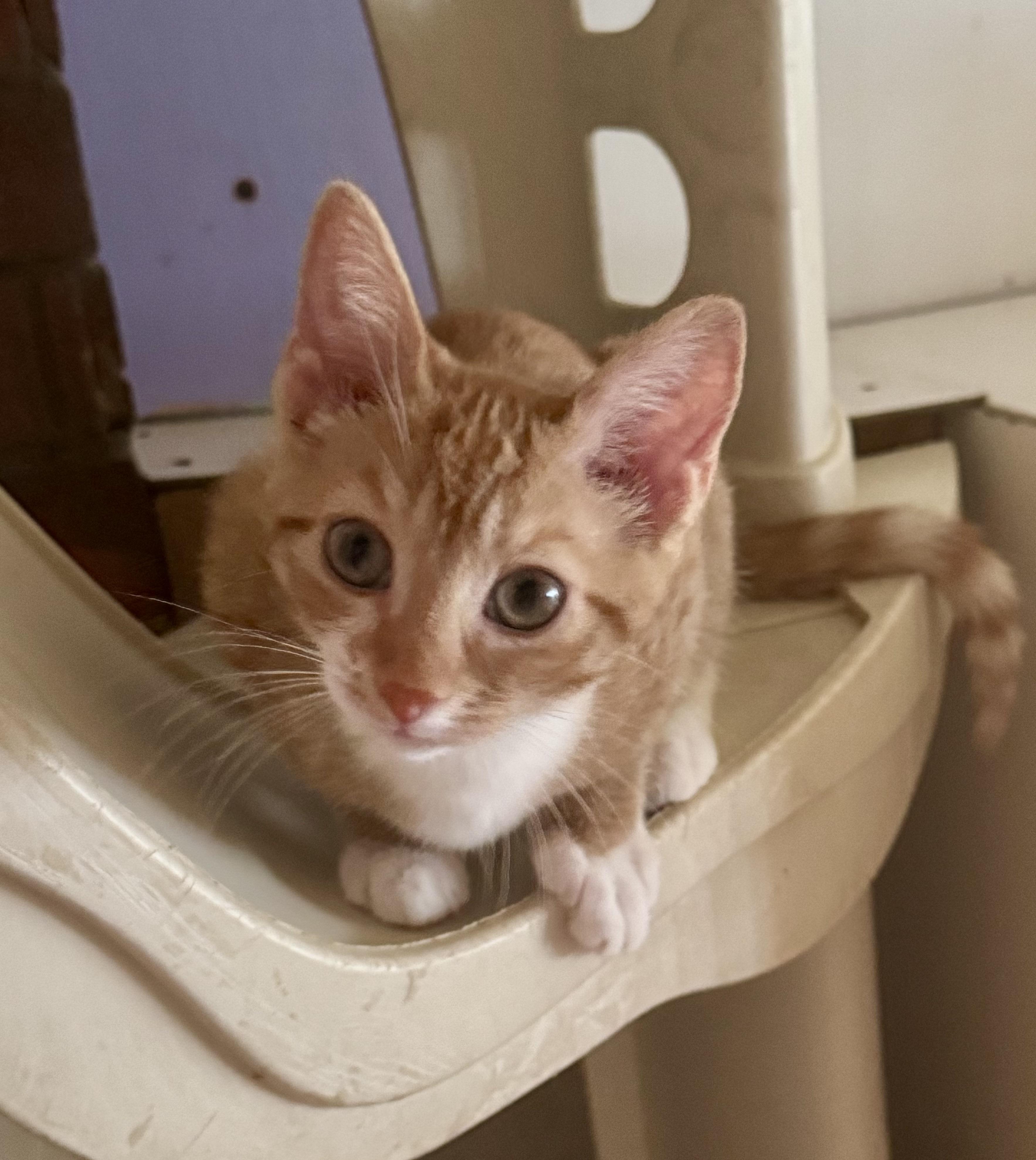 Lucky, a Adoptable Domestic Short Hair in North Tonawanda, NY image 5/5