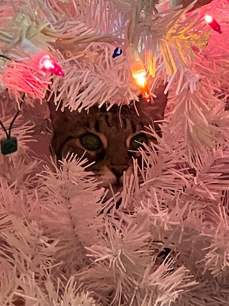 Pixel, Adoptable, Senior Female Domestic Short Hair.