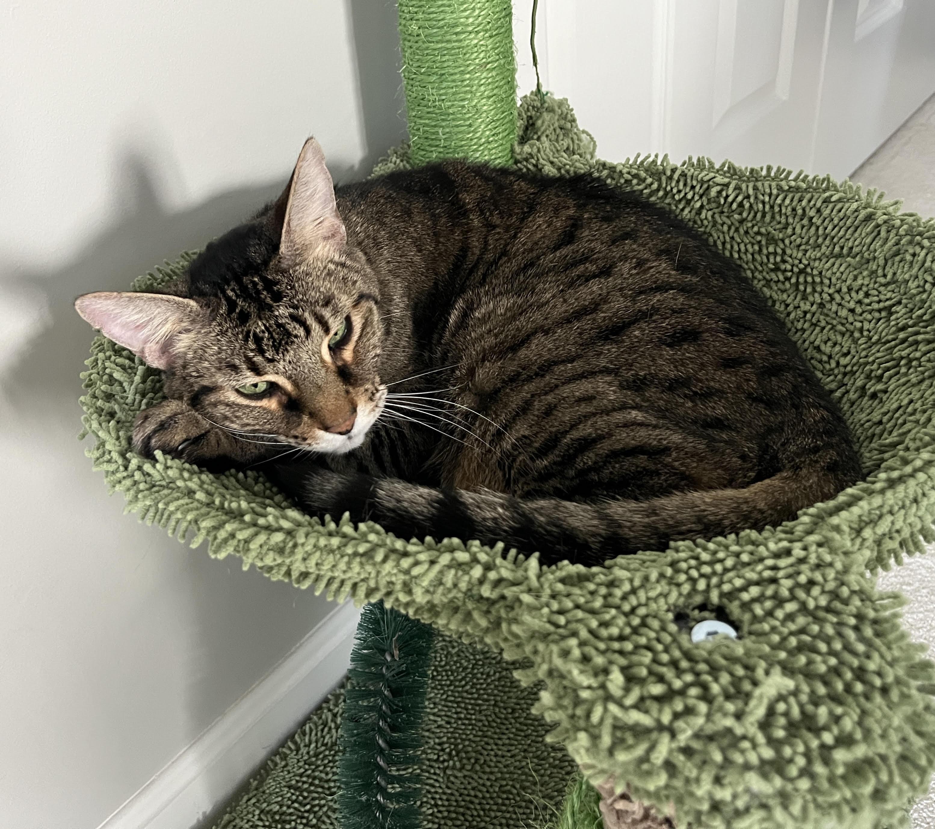 Enlarge Pixel, a Adoptable Domestic Short Hair in Burlington, VT image 2/3