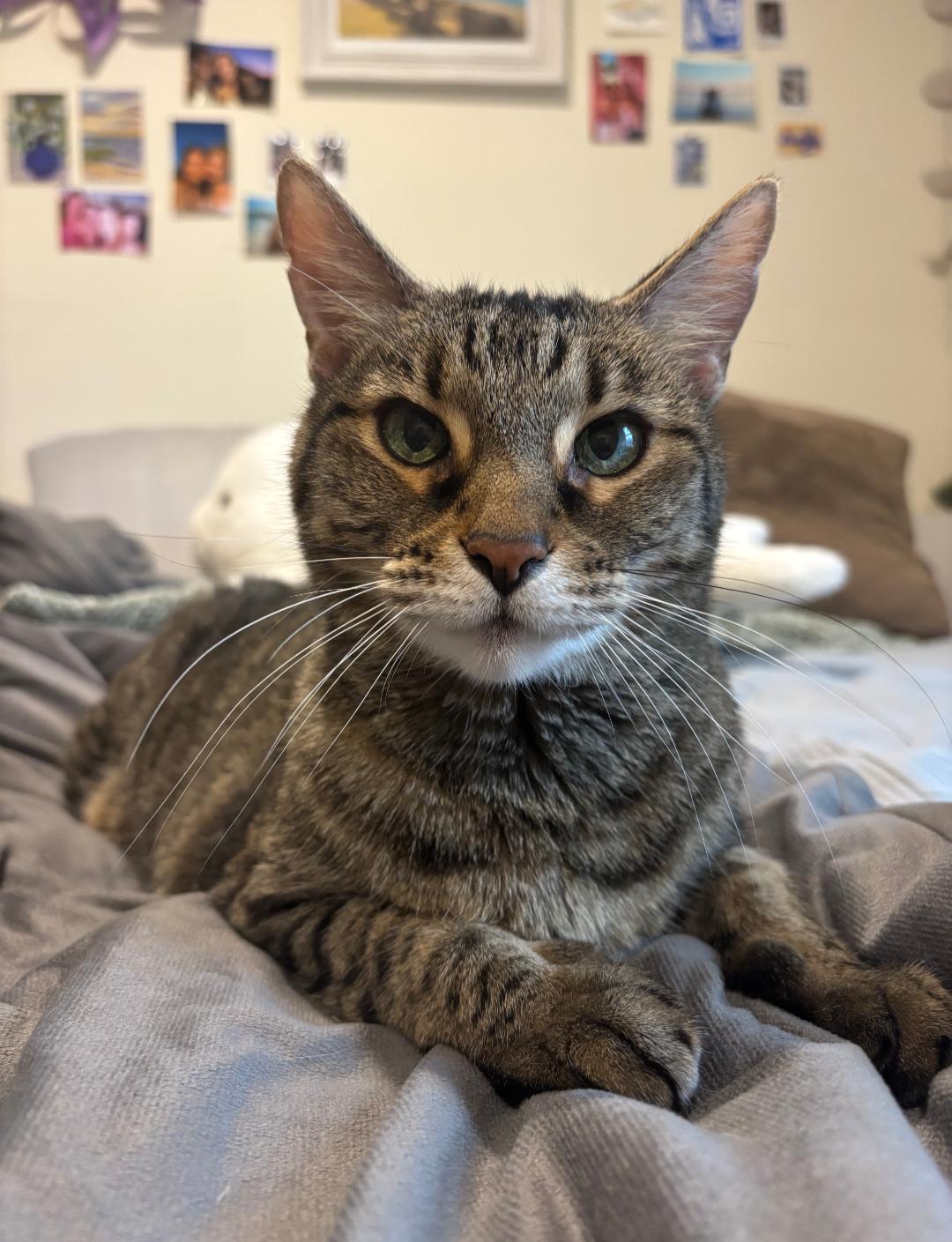 Enlarge Pixel, a Adoptable Domestic Short Hair in Burlington, VT image 3/3