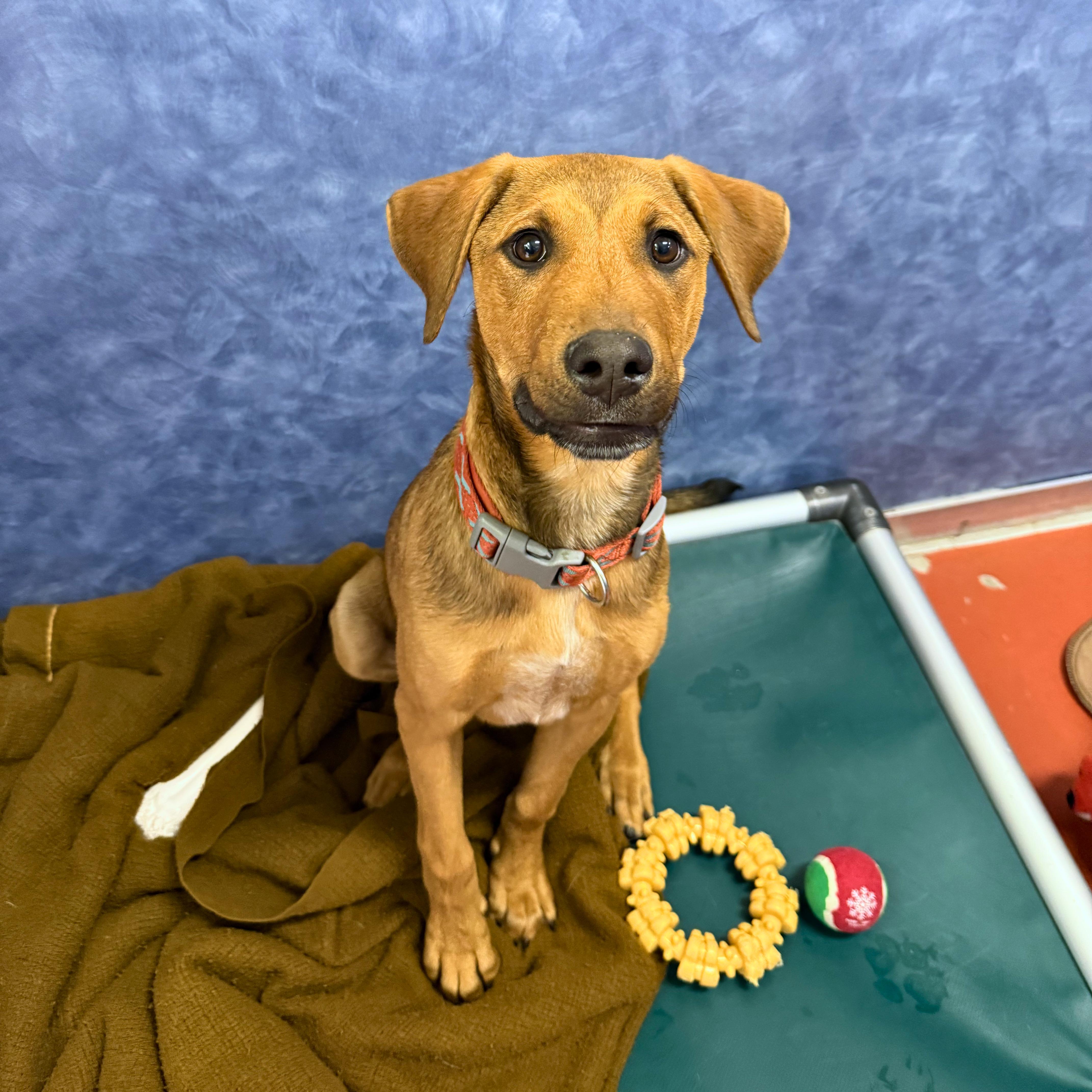 Mulder, an adoptable Mixed Breed in Ridgway, CO image 2/5