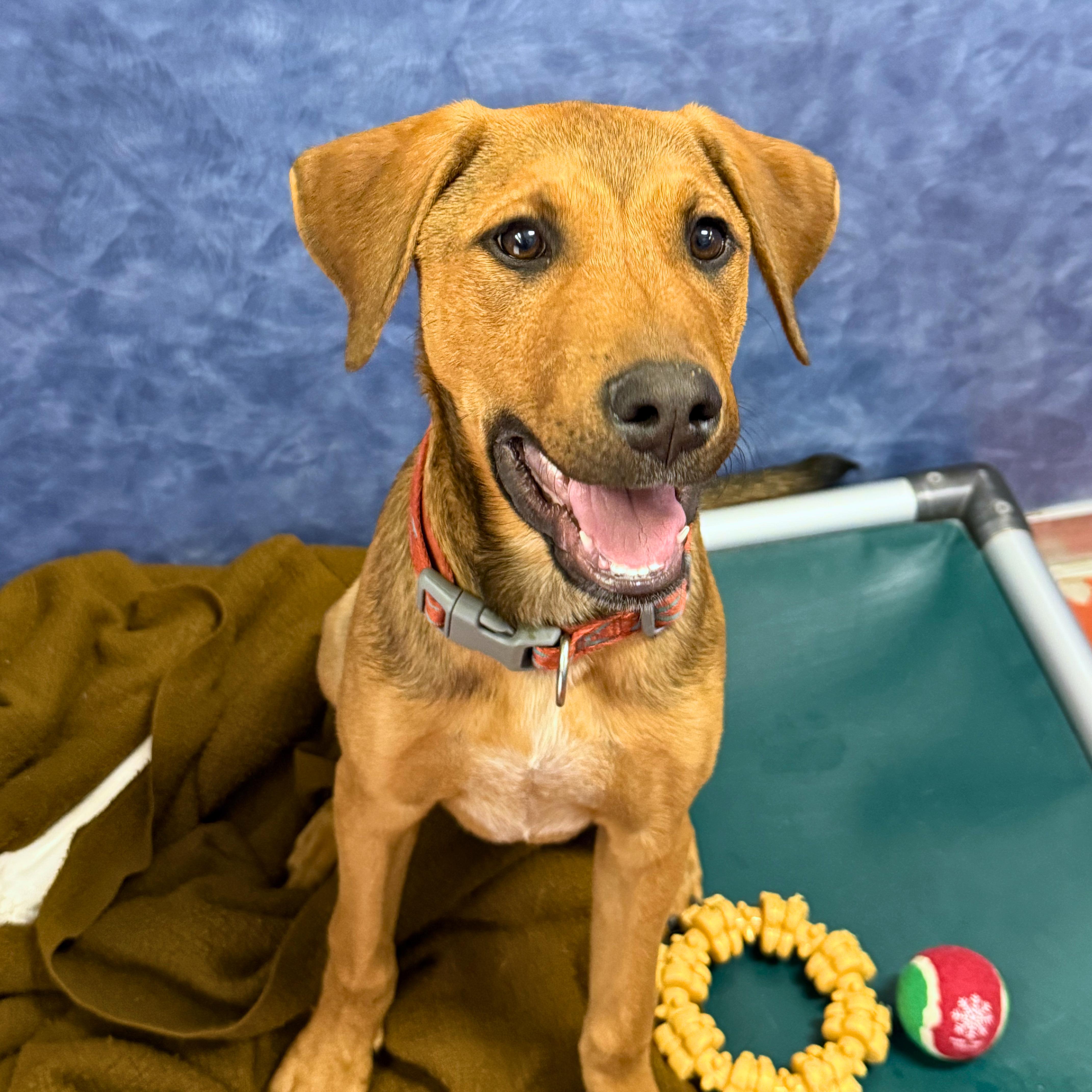 Mulder, an adoptable Mixed Breed in Ridgway, CO image 4/5