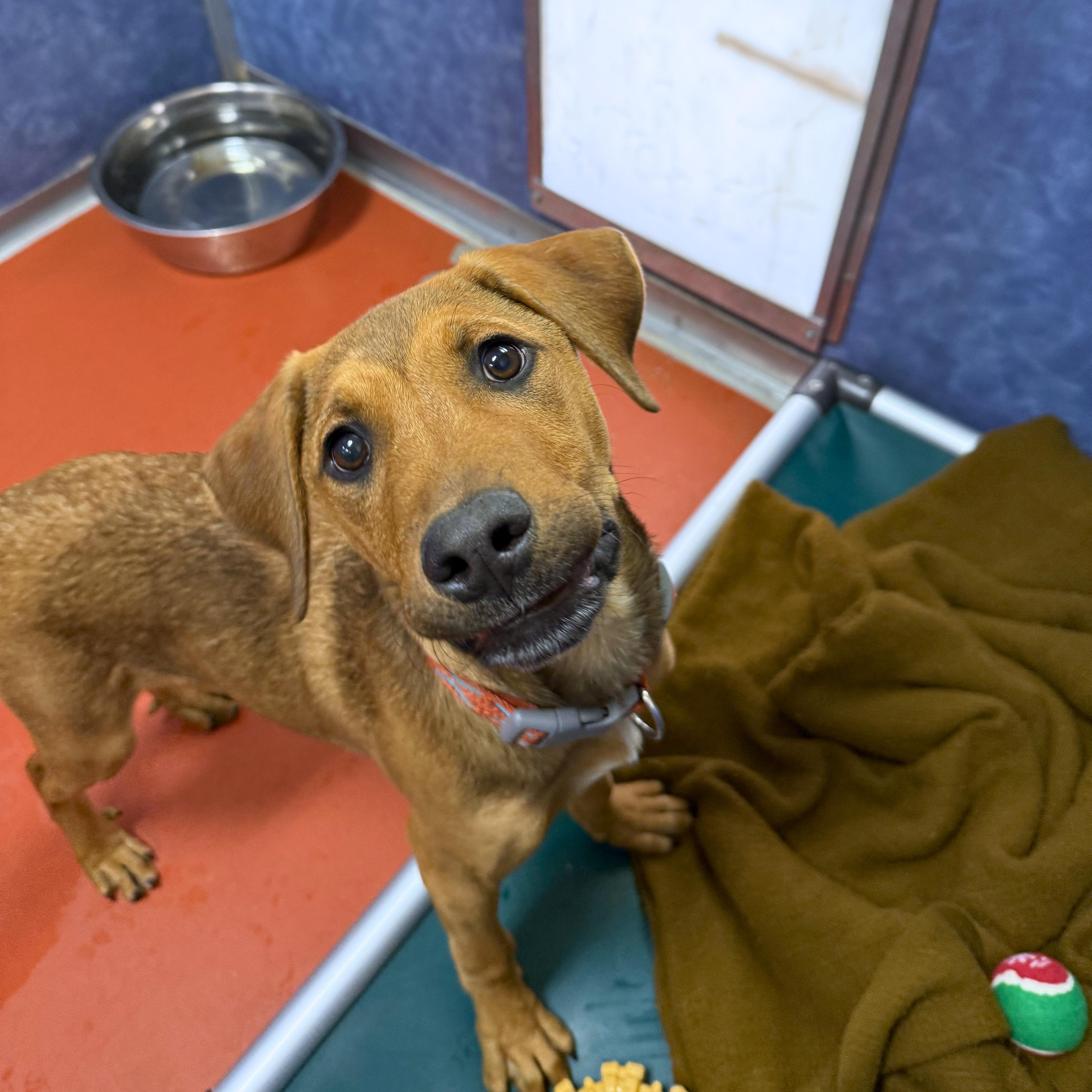 Mulder, an adoptable Mixed Breed in Ridgway, CO image 5/5