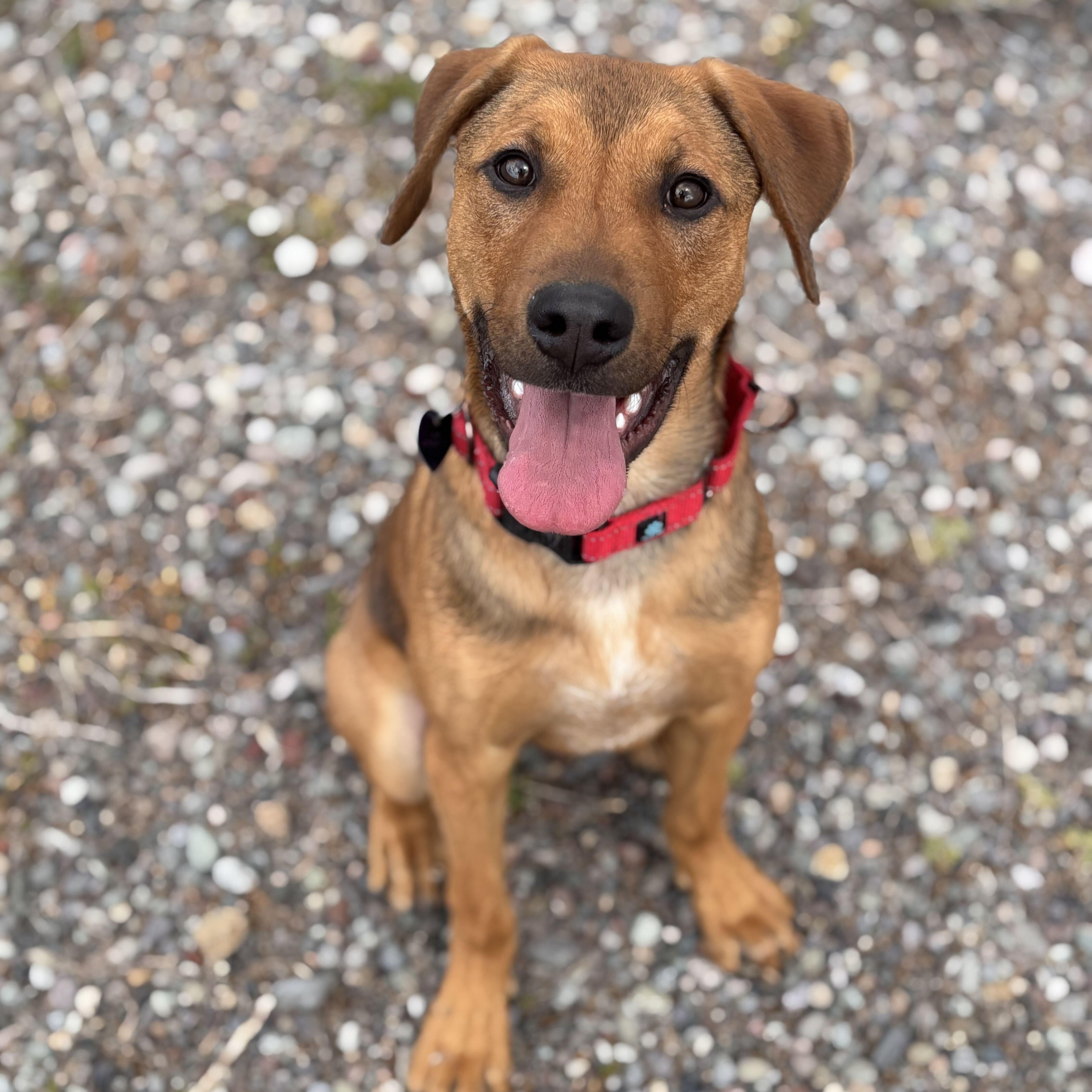 Mulder, adoptable, Puppy Male Mixed Breed.
