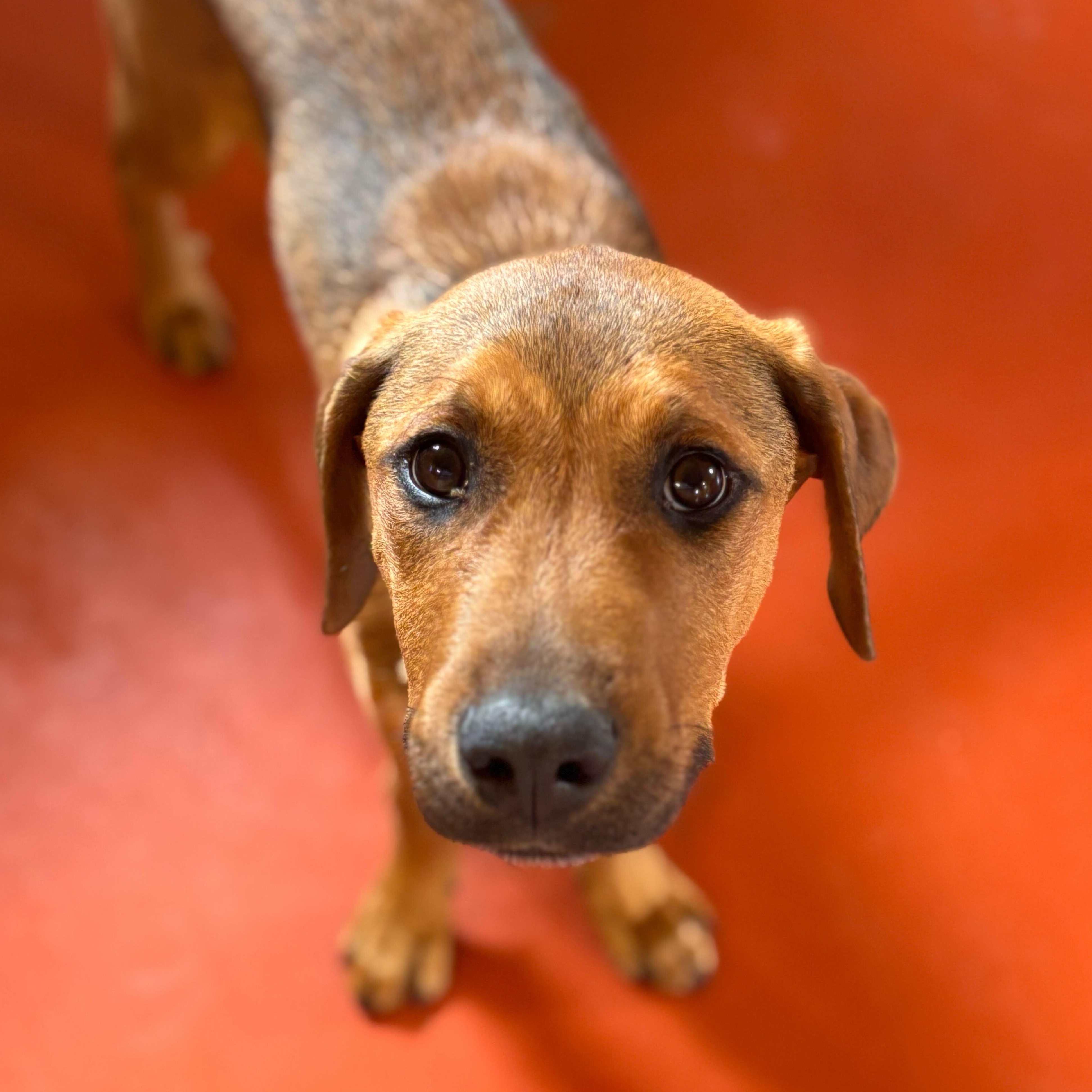Mulder, adoptable, Puppy Male Mixed Breed.