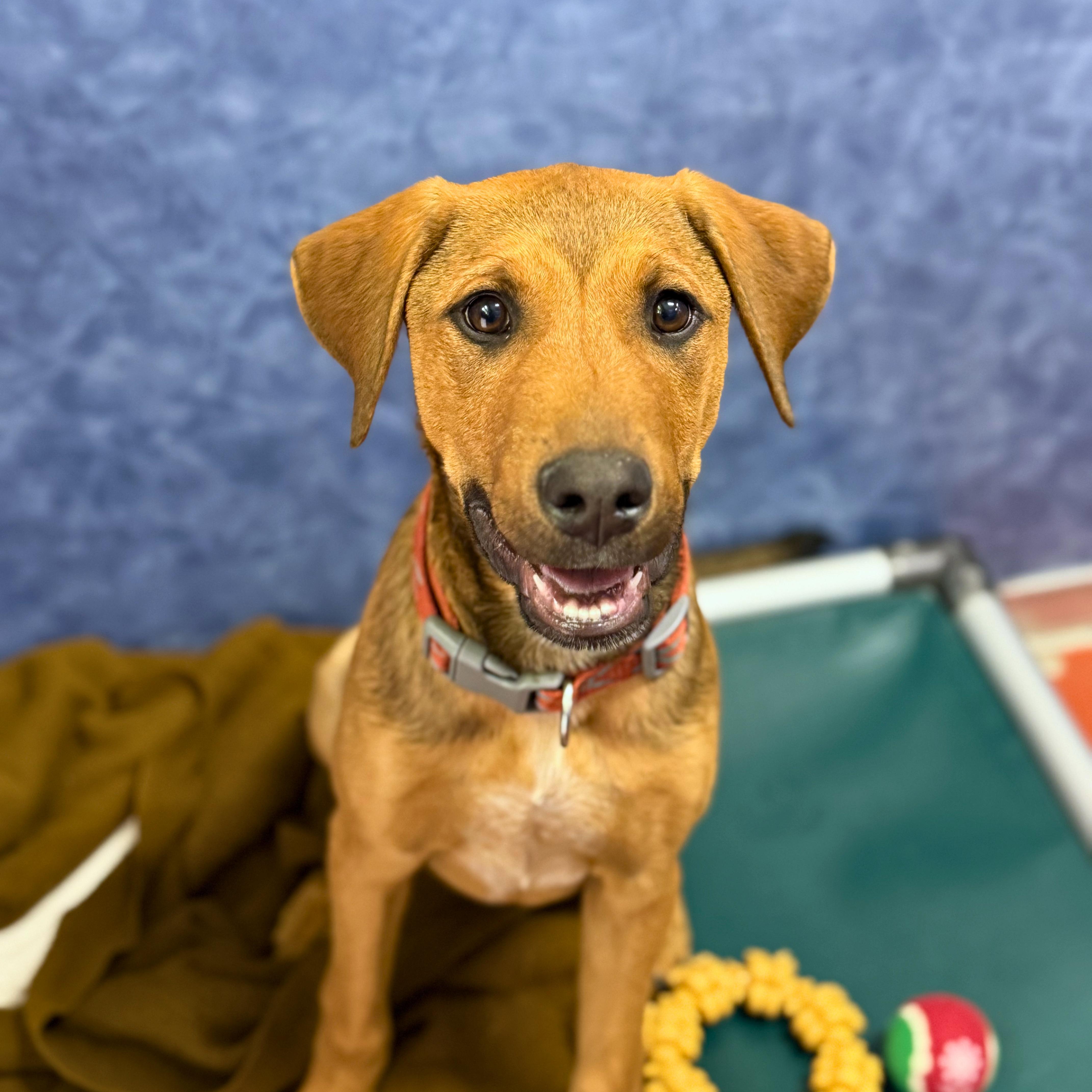 Mulder, an adoptable Mixed Breed in Ridgway, CO image 3/5