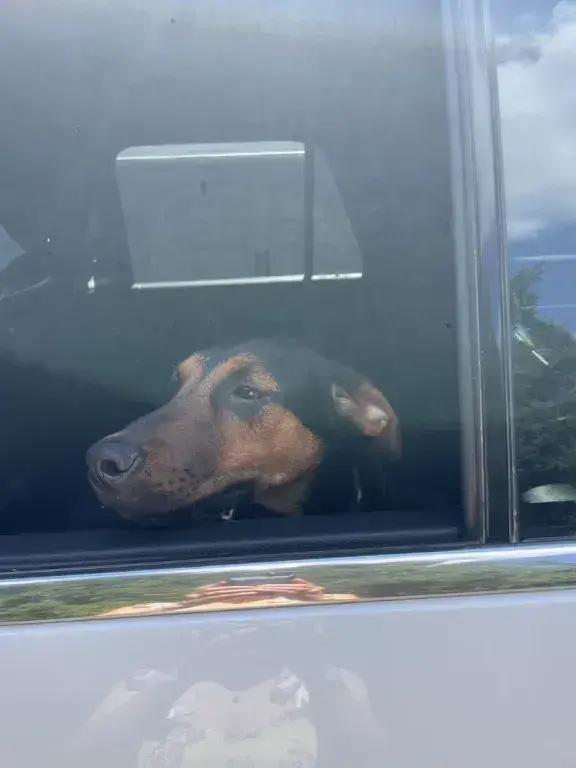 Rosco, Adoptable, Young Male Mixed Breed.