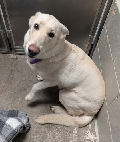 Enlarge Yipsy, an adoptable mixed breed in Sacramento, CA image 2/2