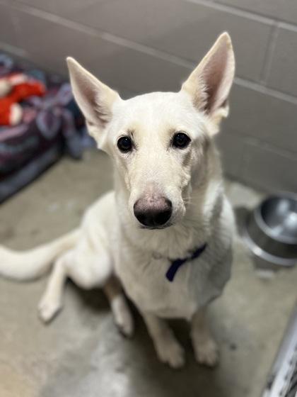 Yipsy, adoptable, Young Female German Shepherd Dog.