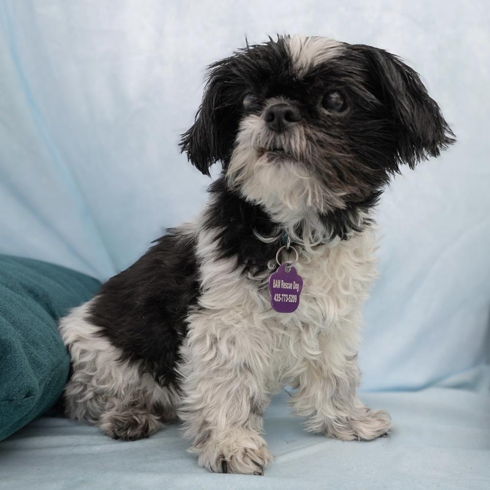 Enlarge Gigi, a Adoptable Shih Tzu in Hurricane, UT image 1/6