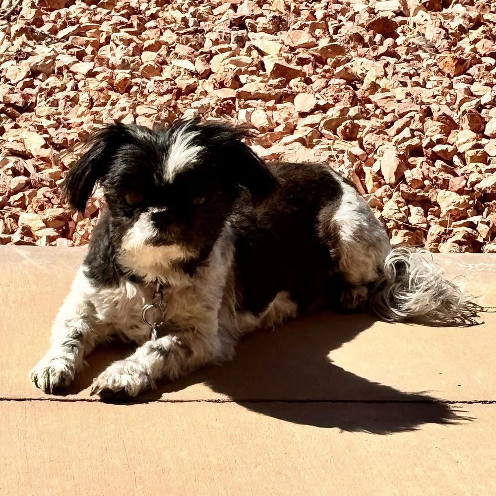 Enlarge Gigi, a Adoptable Shih Tzu in Hurricane, UT image 1/6